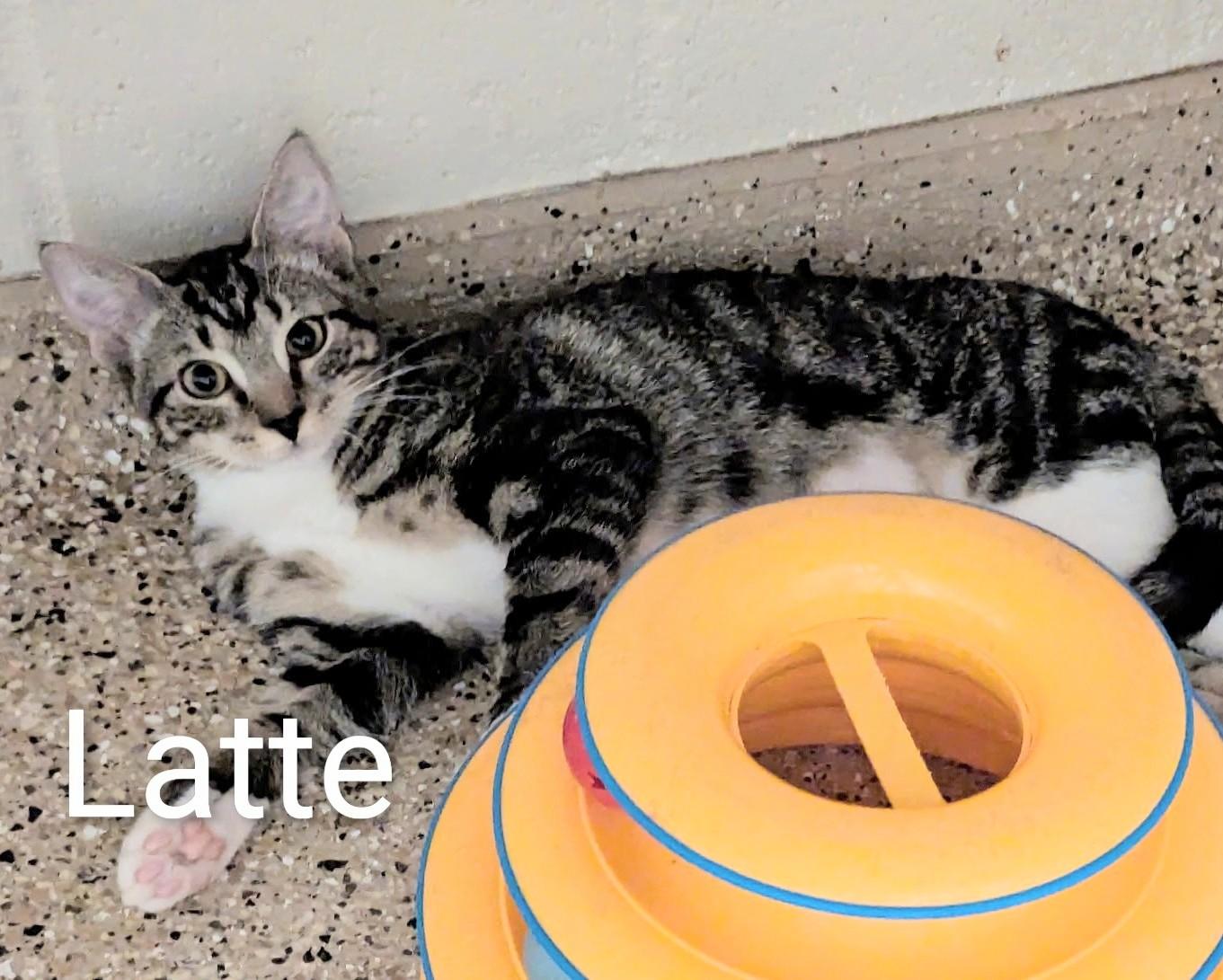Enlarge Latte, a ADOPTABLE Domestic Short Hair in Fort Myers Beach, FL image 1/1