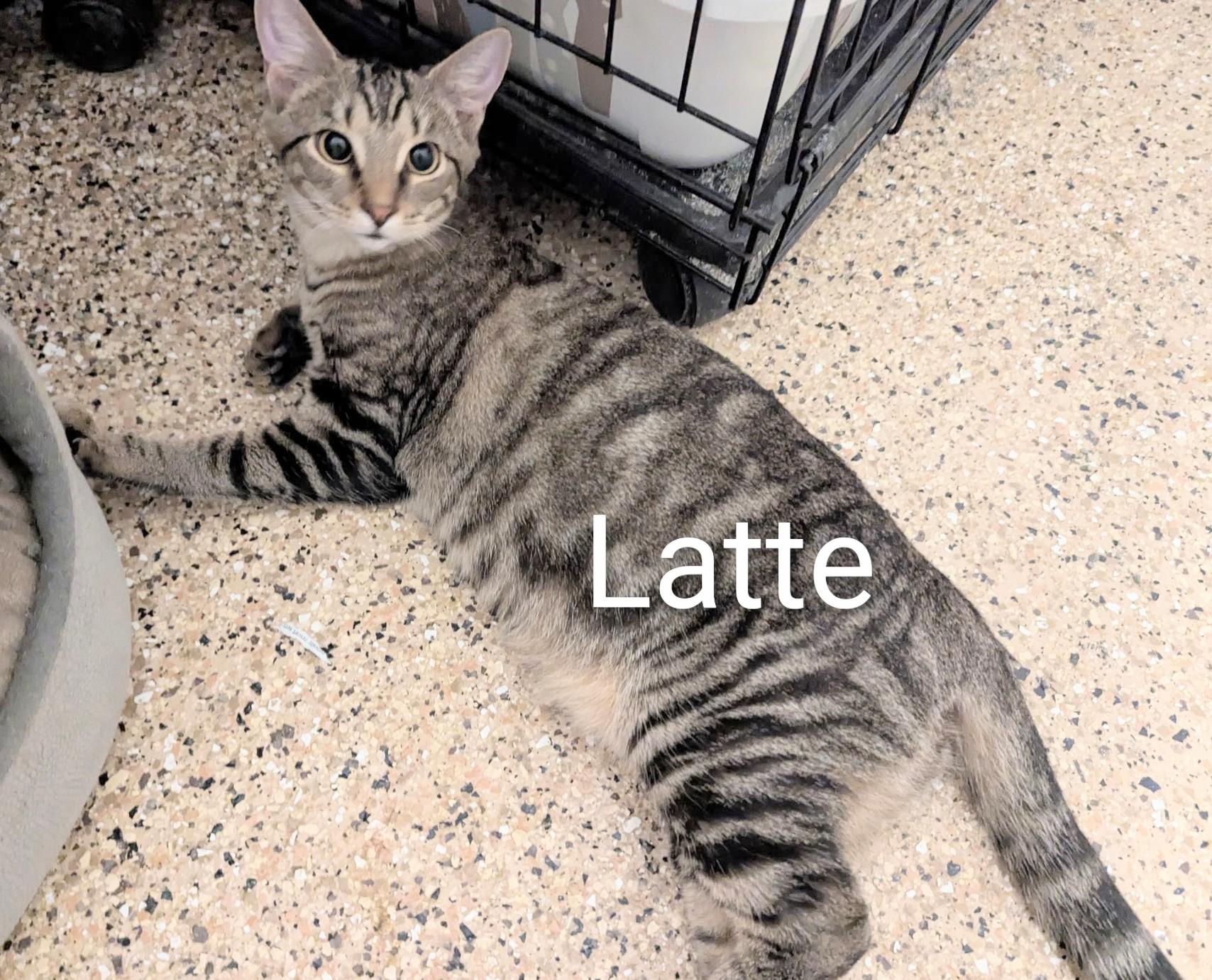 Latte, ADOPTABLE, Young Female Domestic Short Hair.