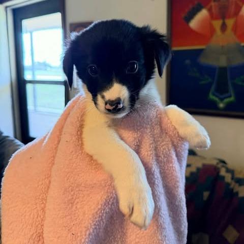 Enlarge Bee, a Adoptable mixed breed in Alma, WI image 2/6