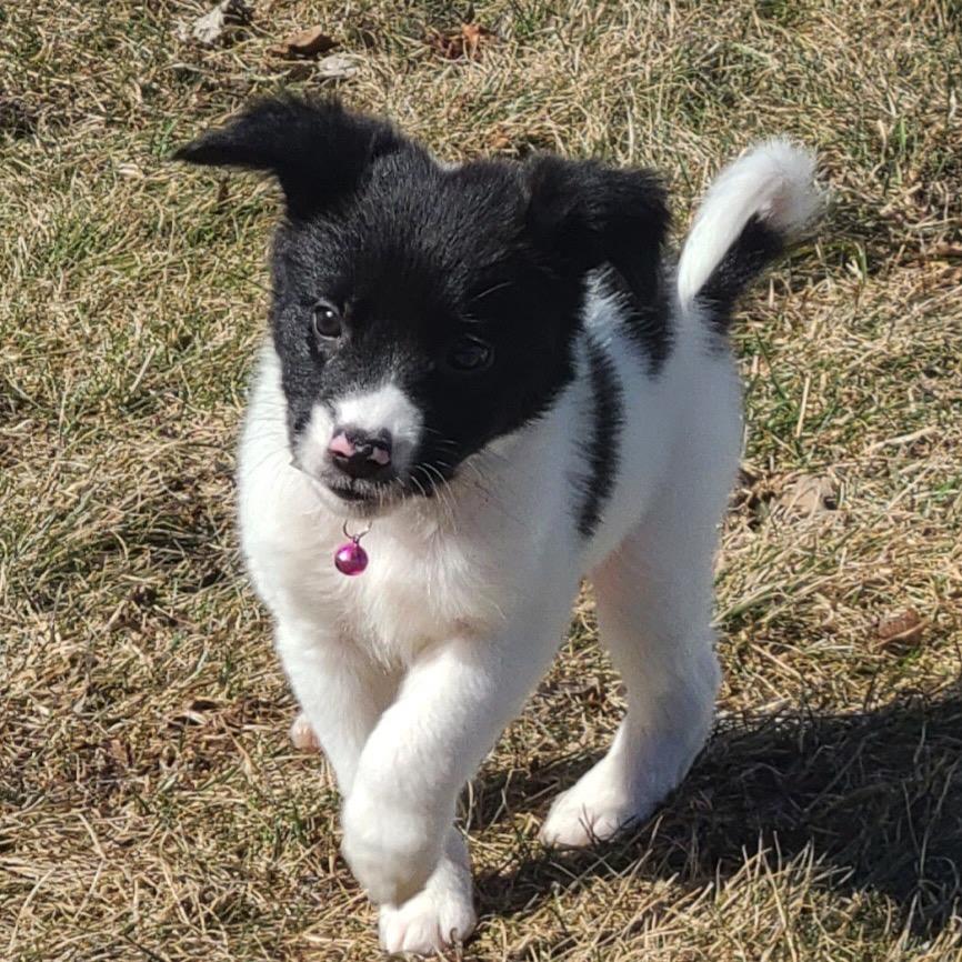 Enlarge Bee, a Adoptable mixed breed in Alma, WI image 3/6