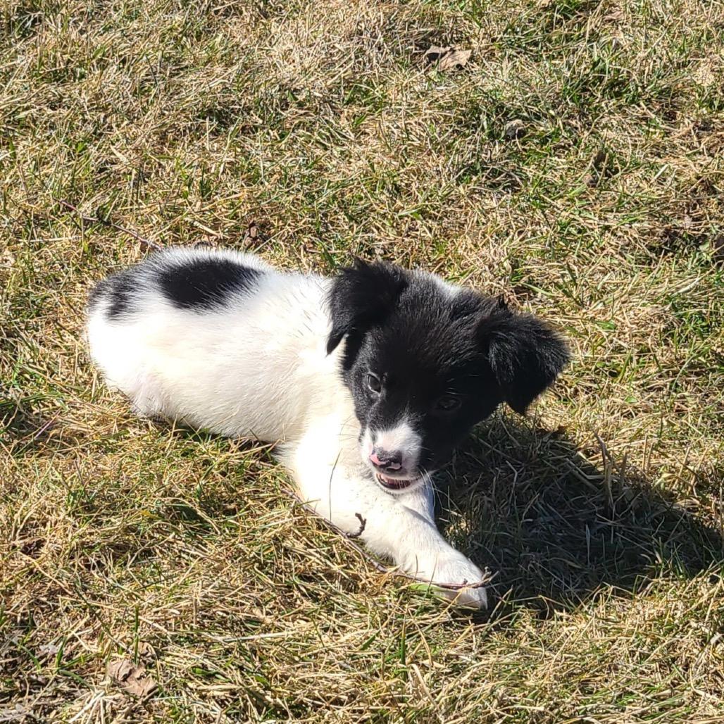 Enlarge Bee, a Adoptable mixed breed in Alma, WI image 4/6