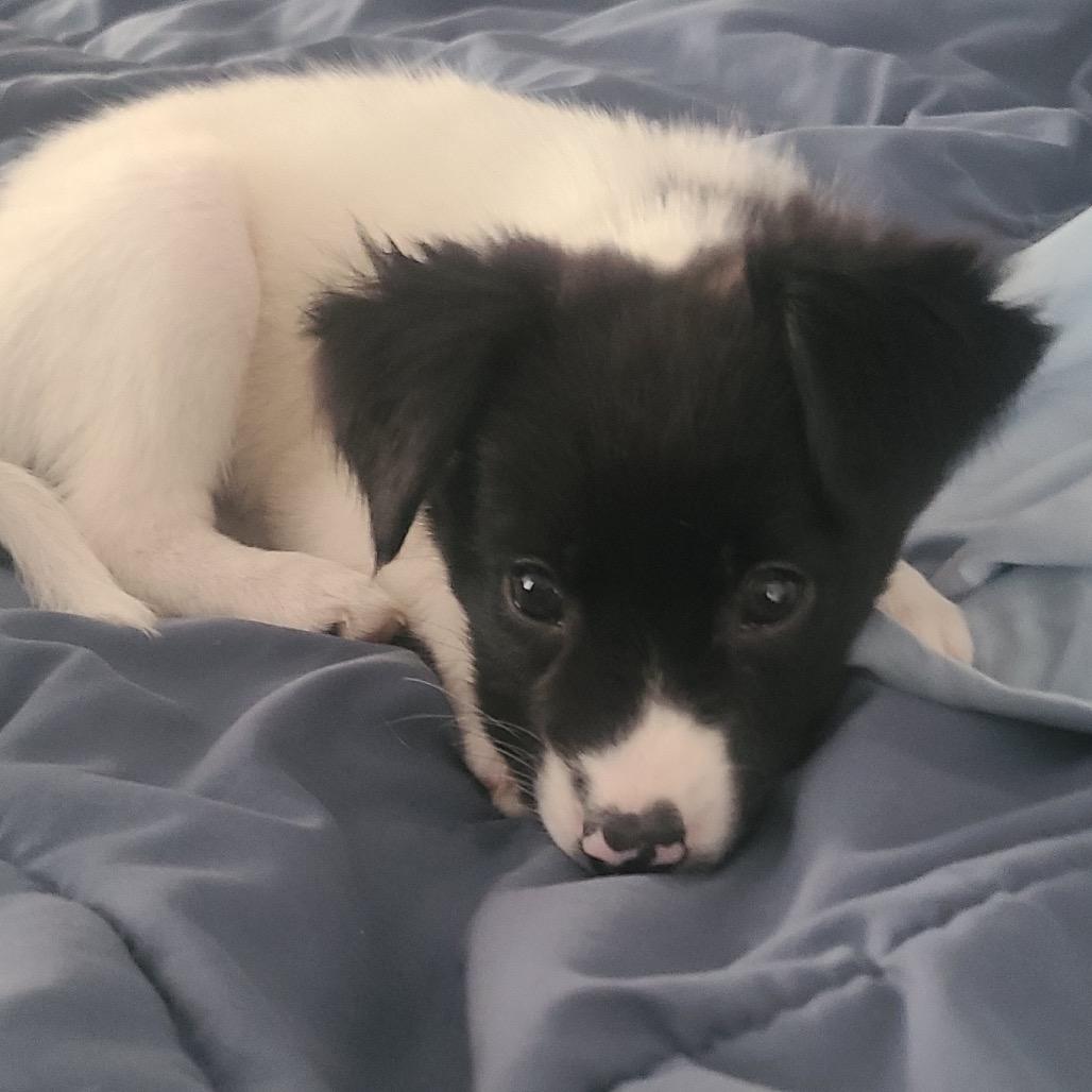 Enlarge Bee, a Adoptable mixed breed in Alma, WI image 5/6