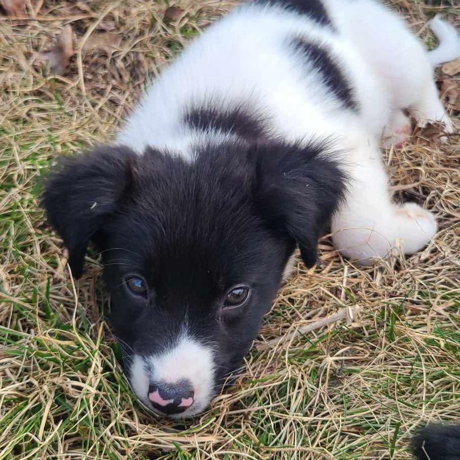 Enlarge Bee, a Adoptable mixed breed in Alma, WI image 1/6