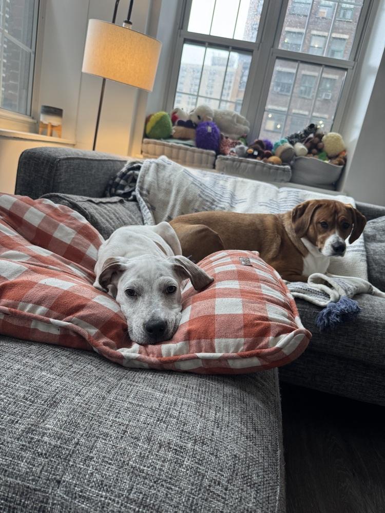 Drama, Adoptable, Puppy Female Australian Shepherd & Labrador Retriever.