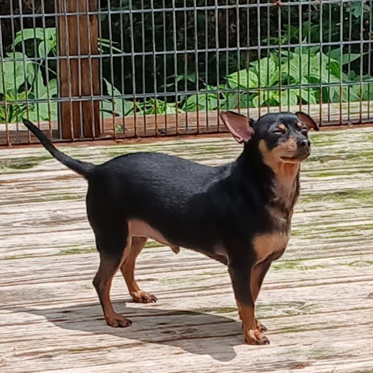 POCO, a ADOPTABLE Miniature Pinscher in Chicopee, MA image 3/5