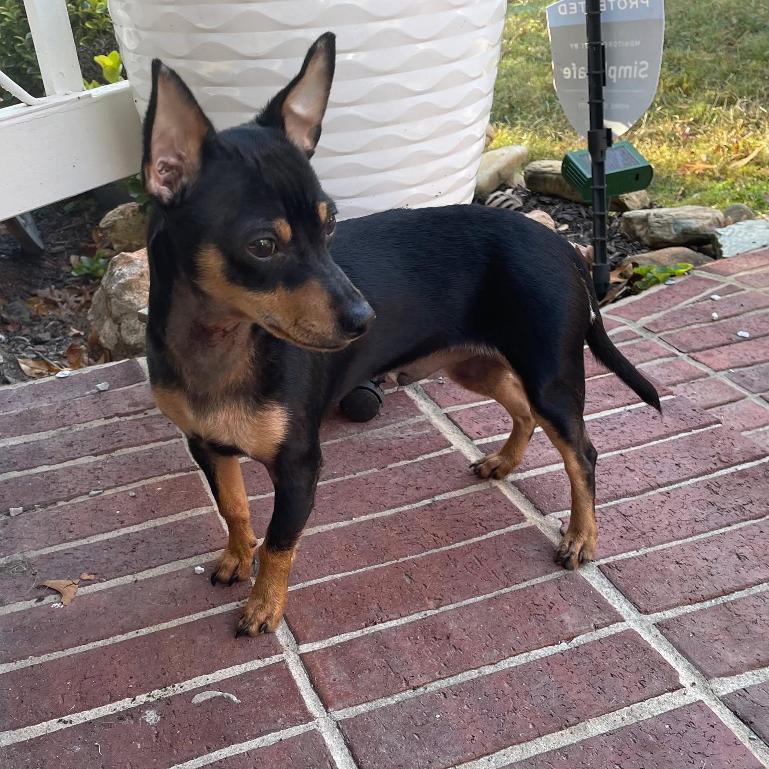 POCO, a ADOPTABLE Miniature Pinscher in Chicopee, MA image 1/5