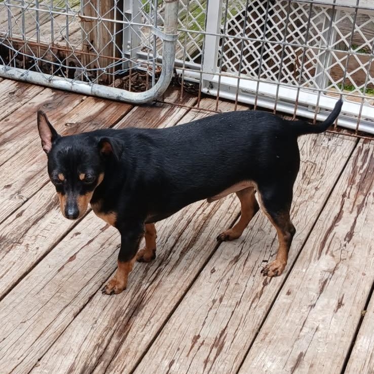 POCO, a ADOPTABLE Miniature Pinscher in Chicopee, MA image 5/5