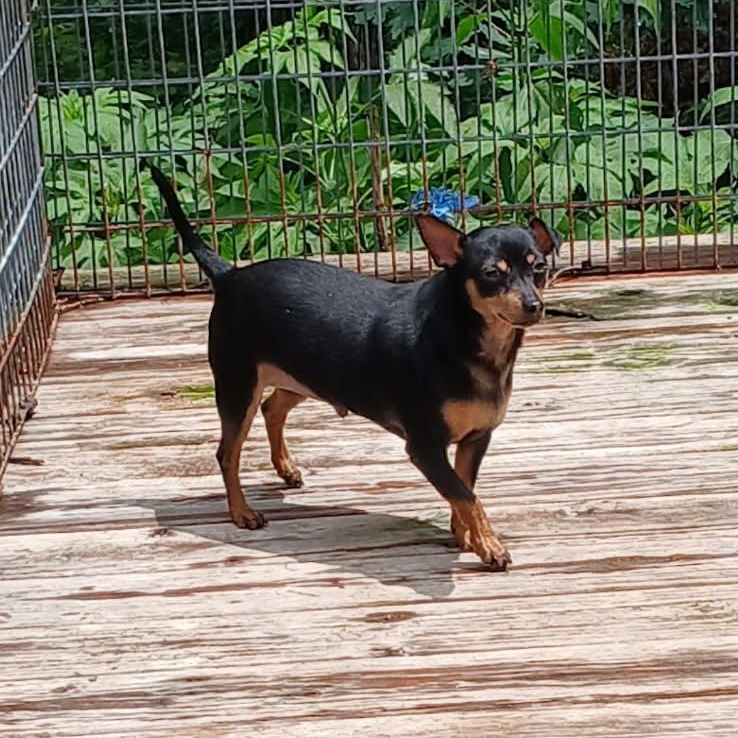 POCO, a ADOPTABLE Miniature Pinscher in Chicopee, MA image 2/5