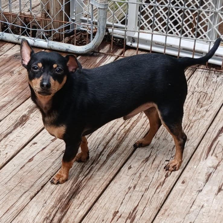 POCO, a ADOPTABLE Miniature Pinscher in Chicopee, MA image 4/5