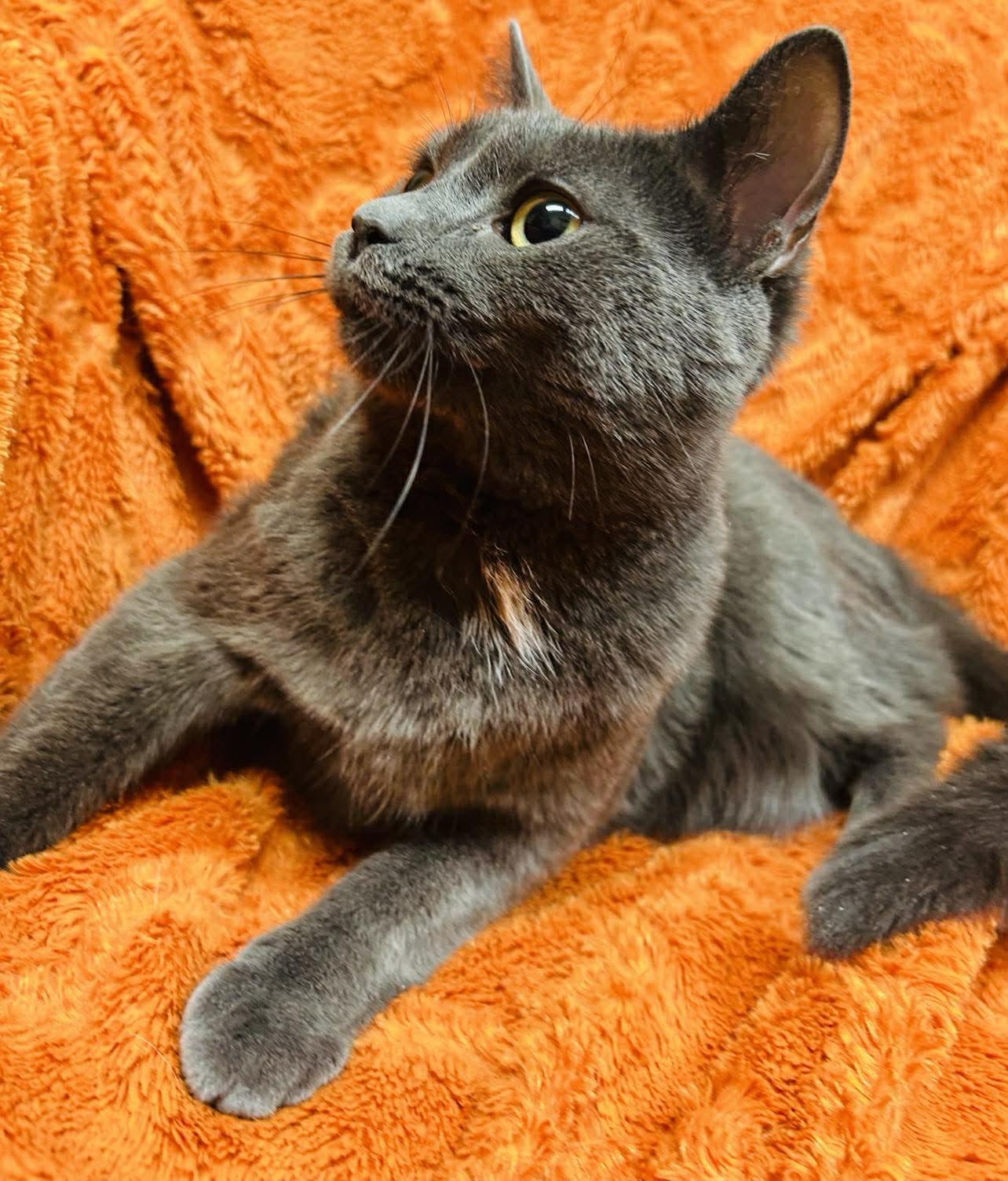Josie , ADOPTABLE, Kitten Female Domestic Short Hair.