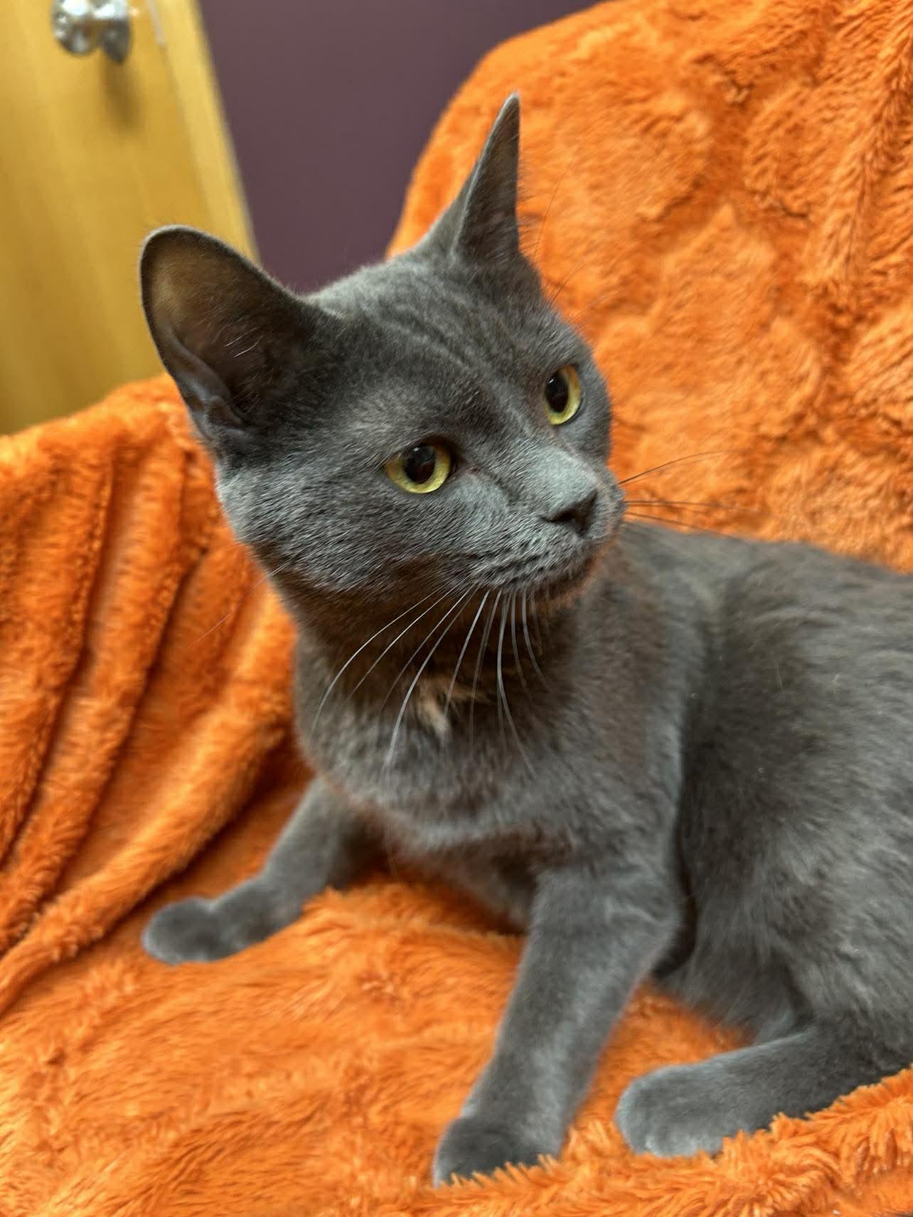 Enlarge Josie , a ADOPTABLE Domestic Short Hair in Alexandria, MN image 2/2