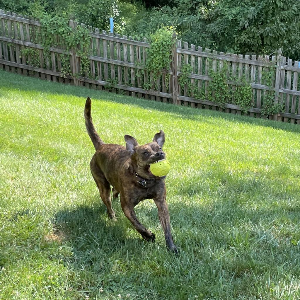 Enlarge Jolene, a Adoptable mixed breed in Reisterstown, MD image 1/3
