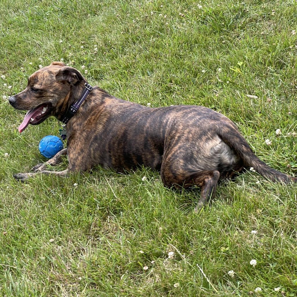 Enlarge Jolene, a Adoptable mixed breed in Reisterstown, MD image 1/3