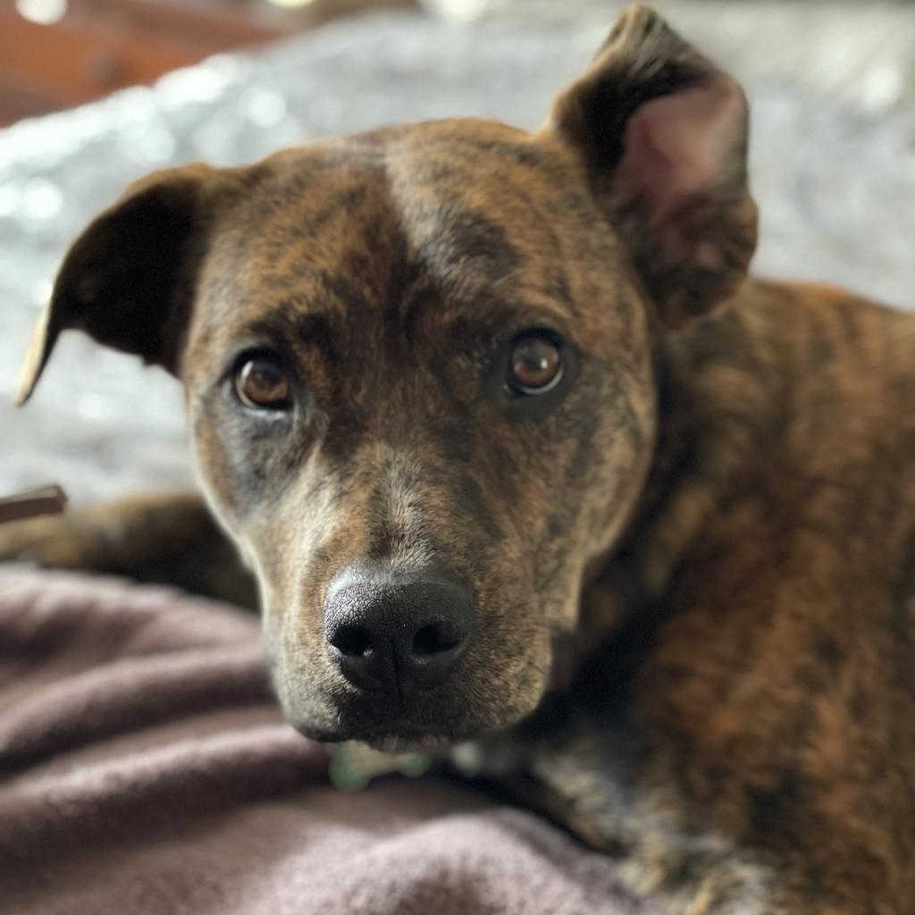 Enlarge Jolene, a Adoptable mixed breed in Reisterstown, MD image 2/3