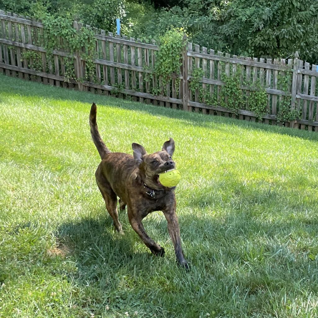 Enlarge Jolene, a Adoptable mixed breed in Reisterstown, MD image 3/3