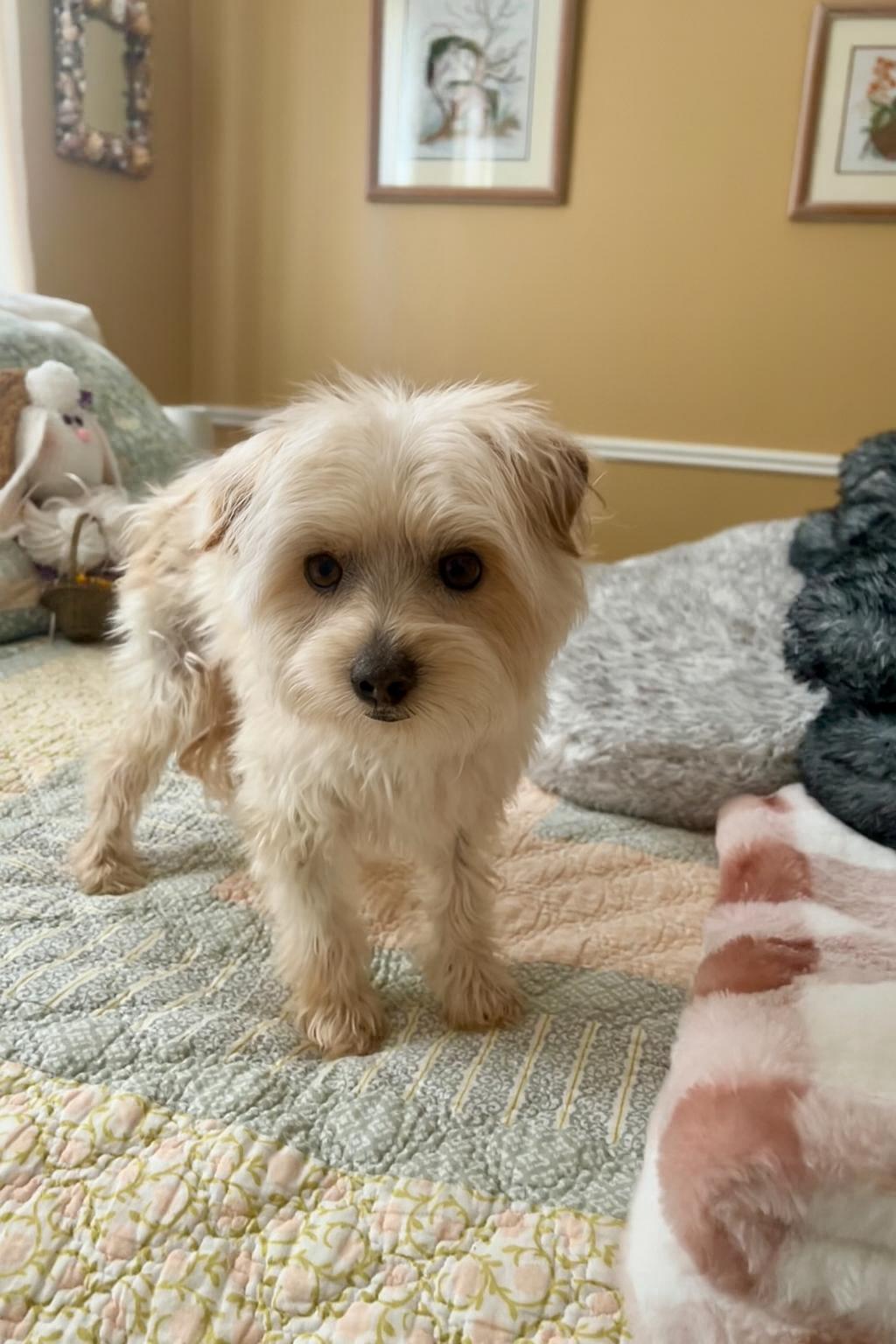 Enlarge Walker, a ADOPTABLE Terrier in Salt Lake City, UT image 5/6