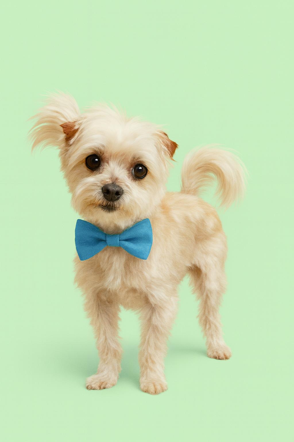 Enlarge Walker, a ADOPTABLE Terrier in Salt Lake City, UT image 1/6