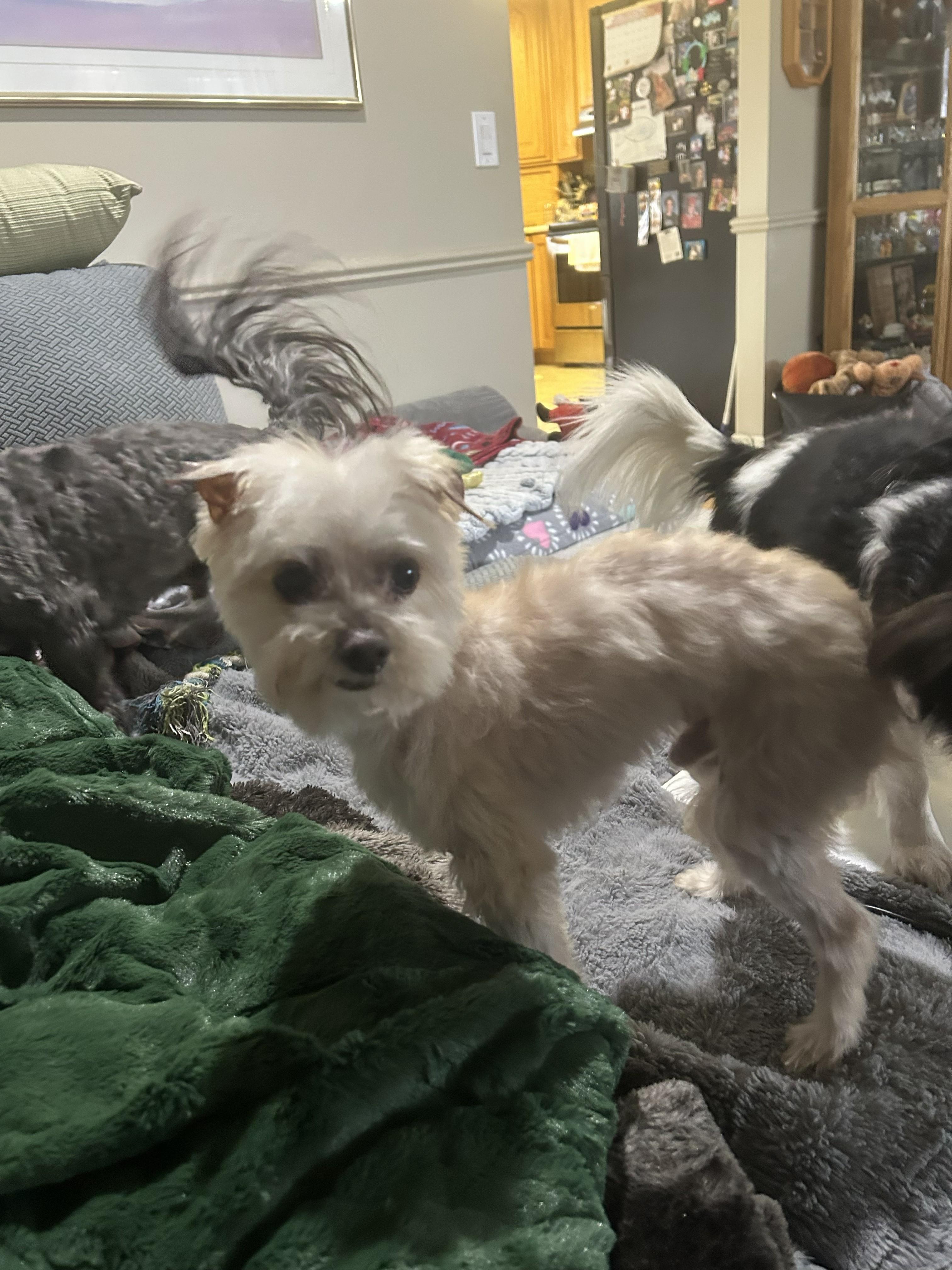 Enlarge Walker, a ADOPTABLE Terrier in Salt Lake City, UT image 4/6