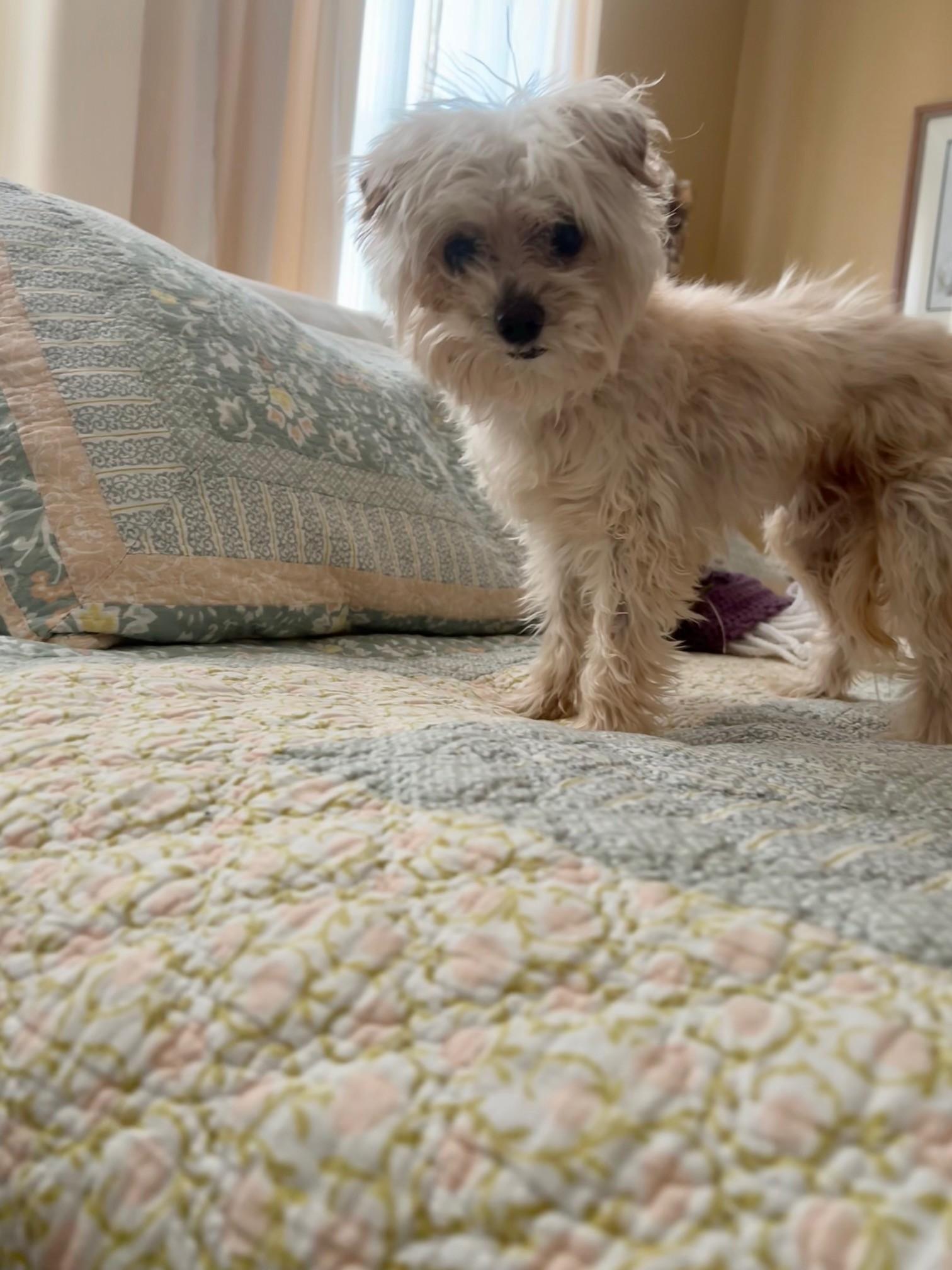 Enlarge Walker, a ADOPTABLE Terrier in Salt Lake City, UT image 3/6