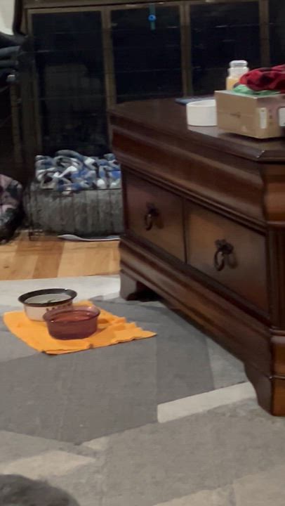 Enlarge Walker, a ADOPTABLE Terrier in Salt Lake City, UT video 6/6