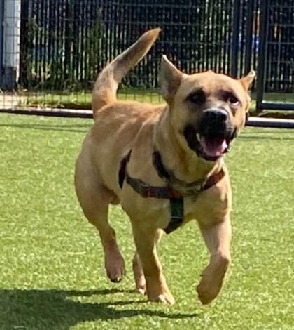 Buttermilk (HW+), Adoptable, Adult Male Shepherd & Pit Bull Terrier.