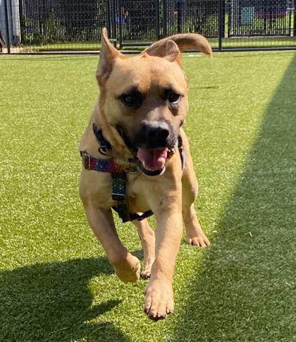 Enlarge Buttermilk (HW+), a Adoptable mixed breed in Conway, SC image 2/3