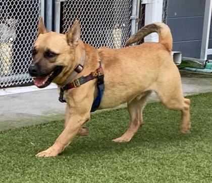 Enlarge Buttermilk (HW+), a Adoptable mixed breed in Conway, SC image 3/3