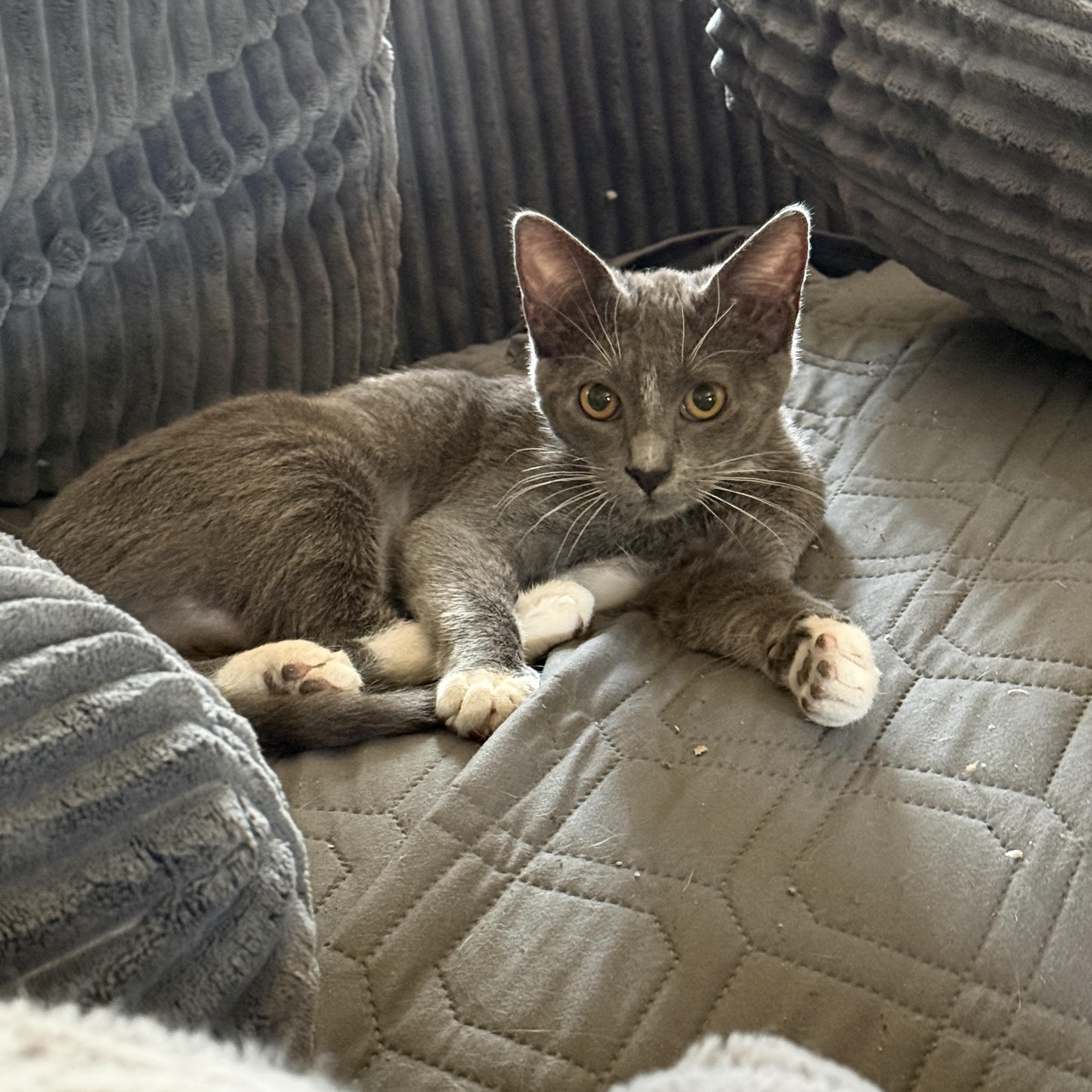 Enlarge Raine, a ADOPTABLE Domestic Short Hair in Tracy, CA image 3/4