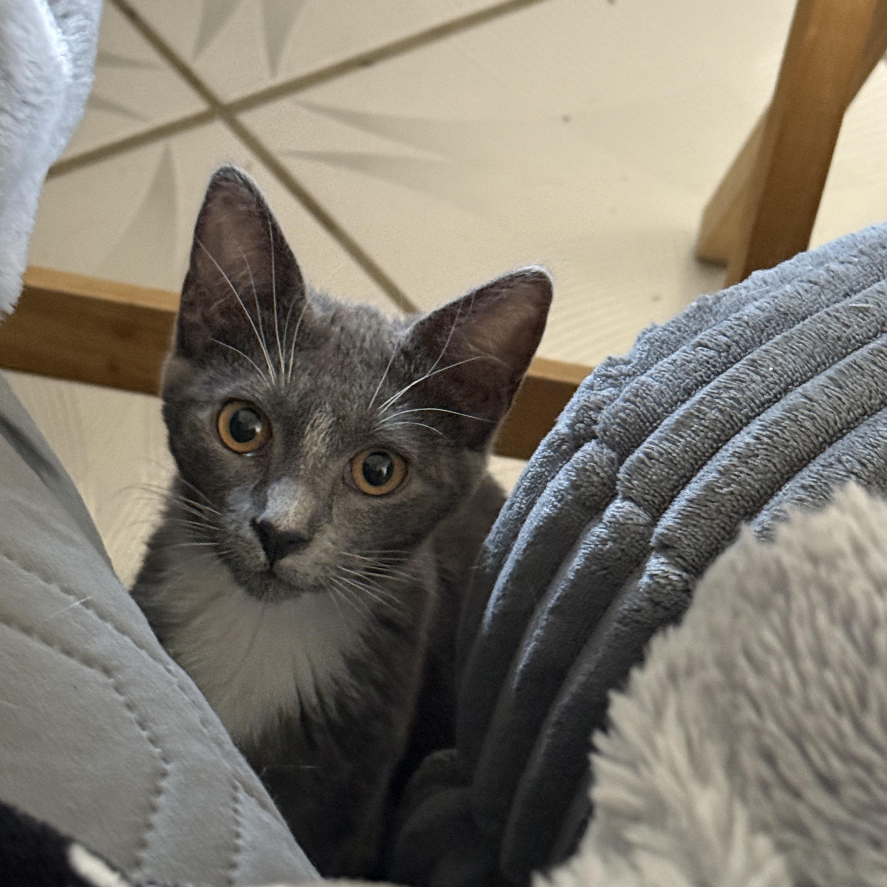 Enlarge Raine, a ADOPTABLE Domestic Short Hair in Tracy, CA image 2/4