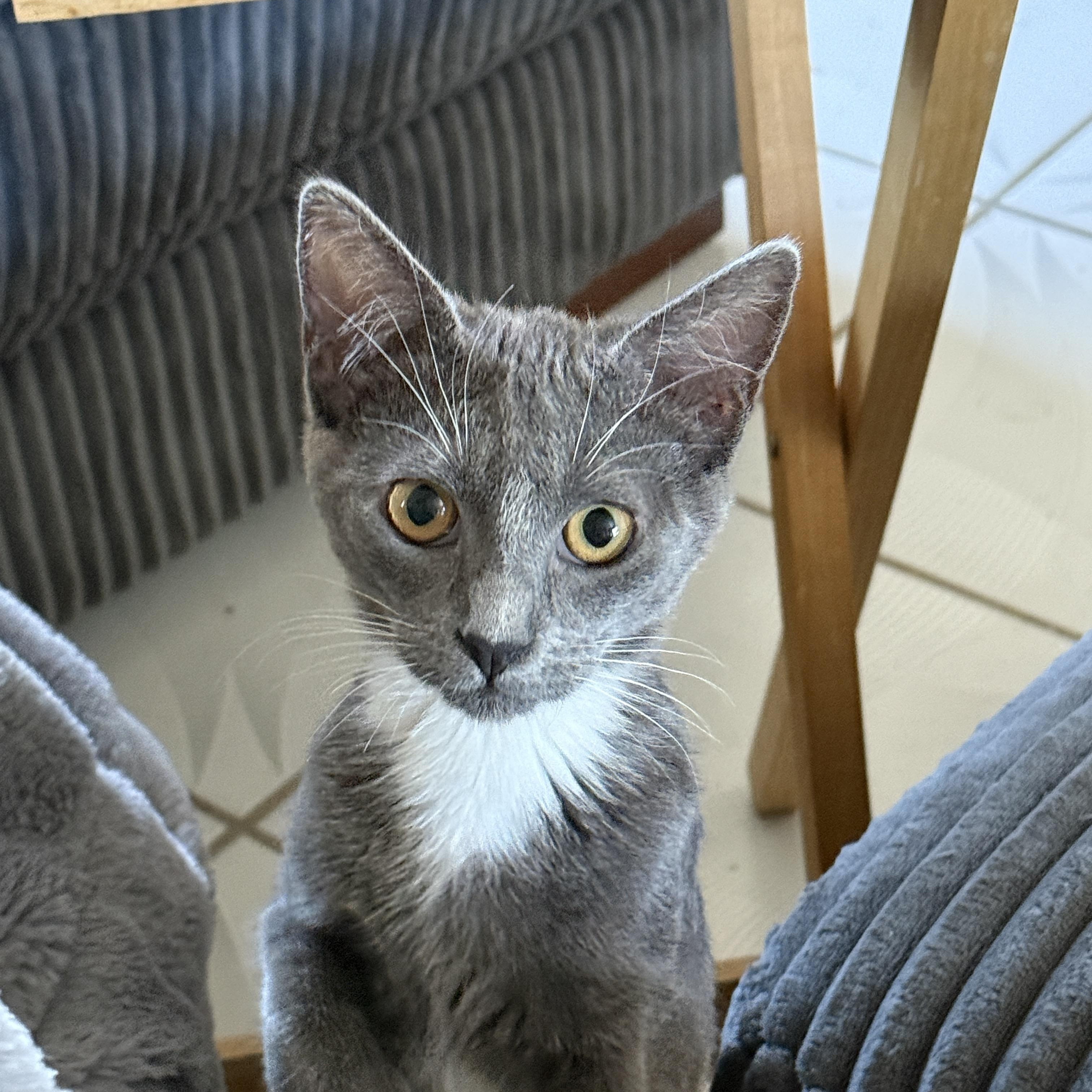 Raine, ADOPTABLE, Young Female Domestic Short Hair.