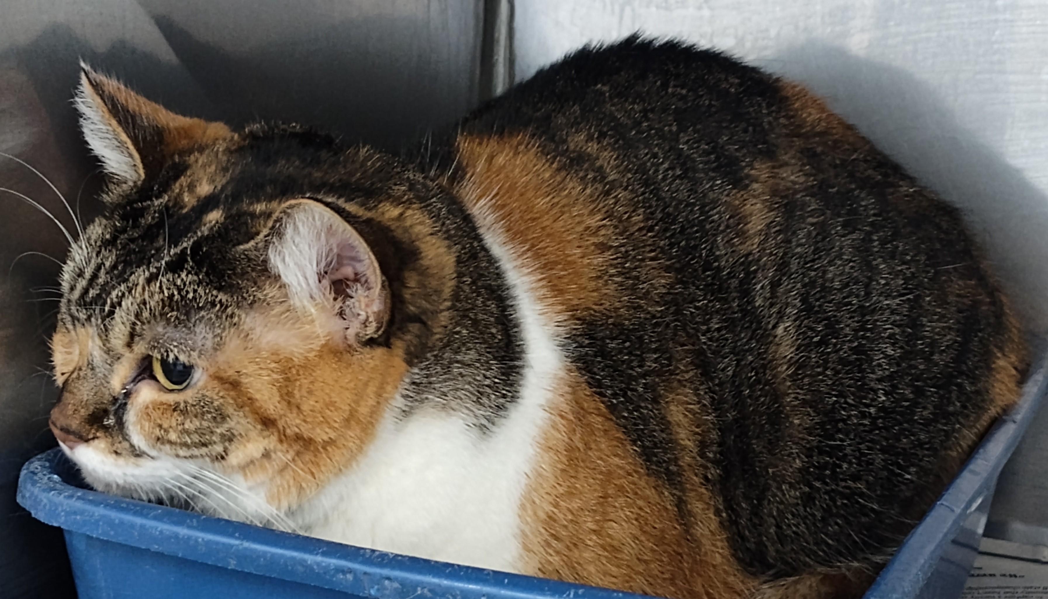 Enlarge CALLIE, a ADOPTABLE mixed breed in Claremore, OK image 2/2