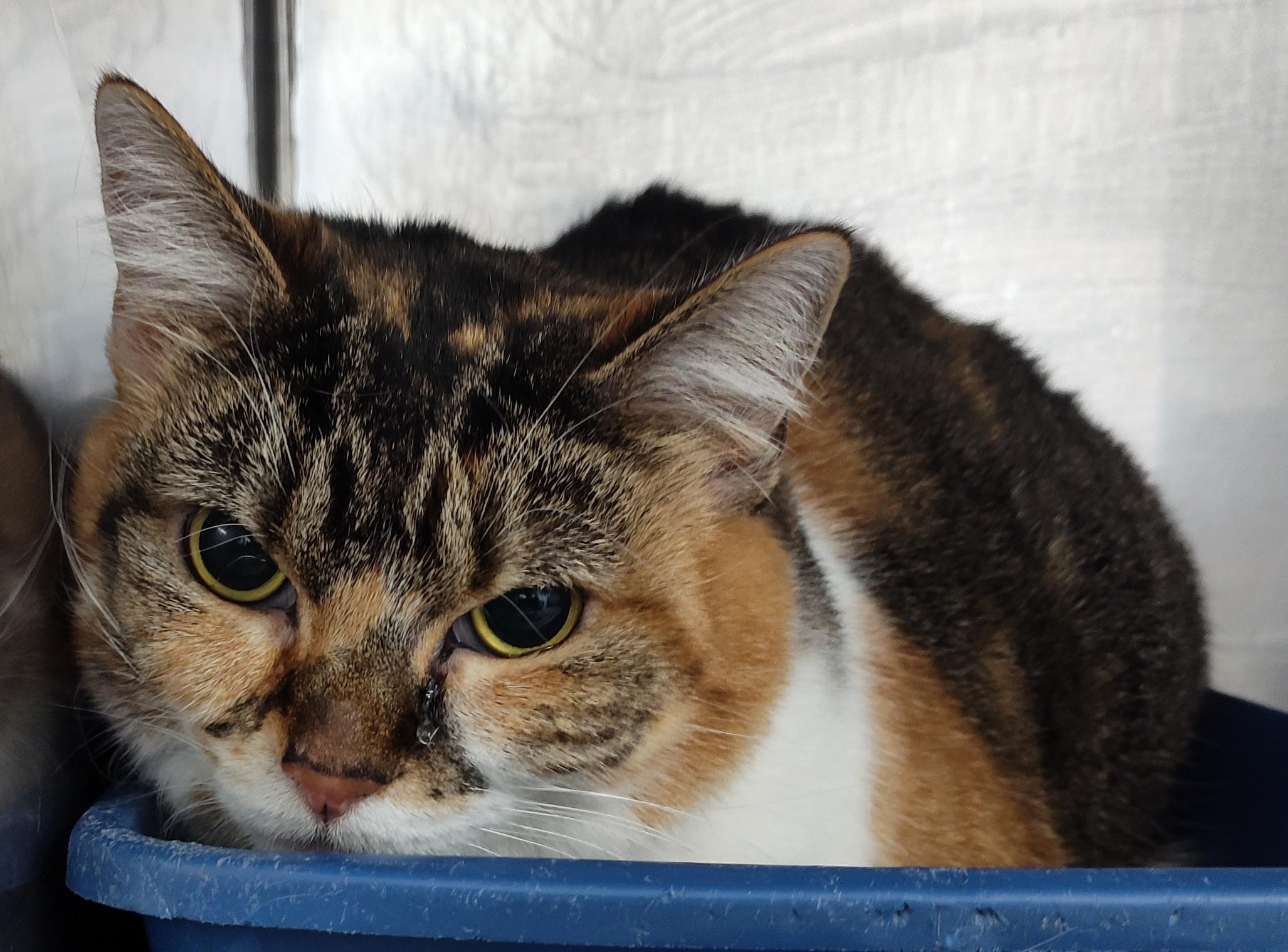 CALLIE, ADOPTABLE, Adult Female Calico & Tabby.