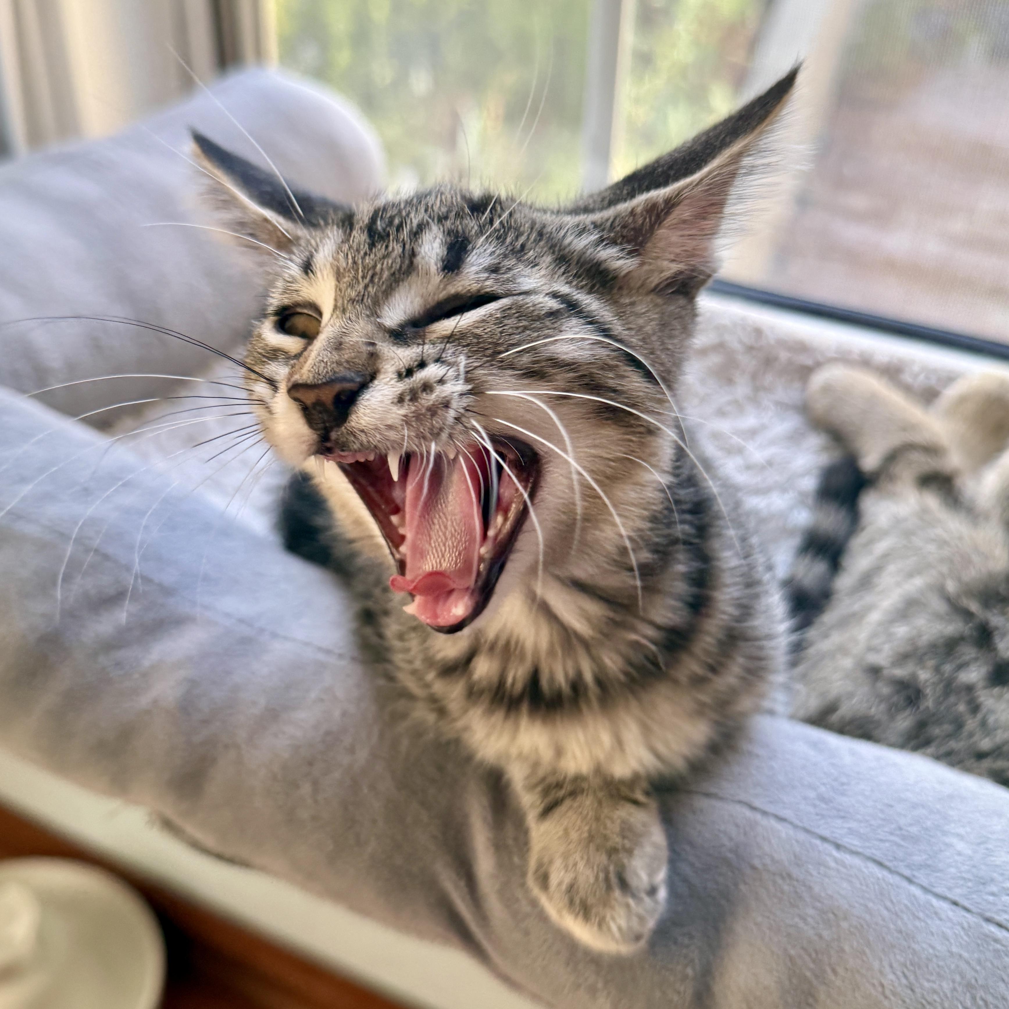 Enlarge Delilah, a ADOPTABLE Domestic Short Hair in Los Angeles, CA image 5/6