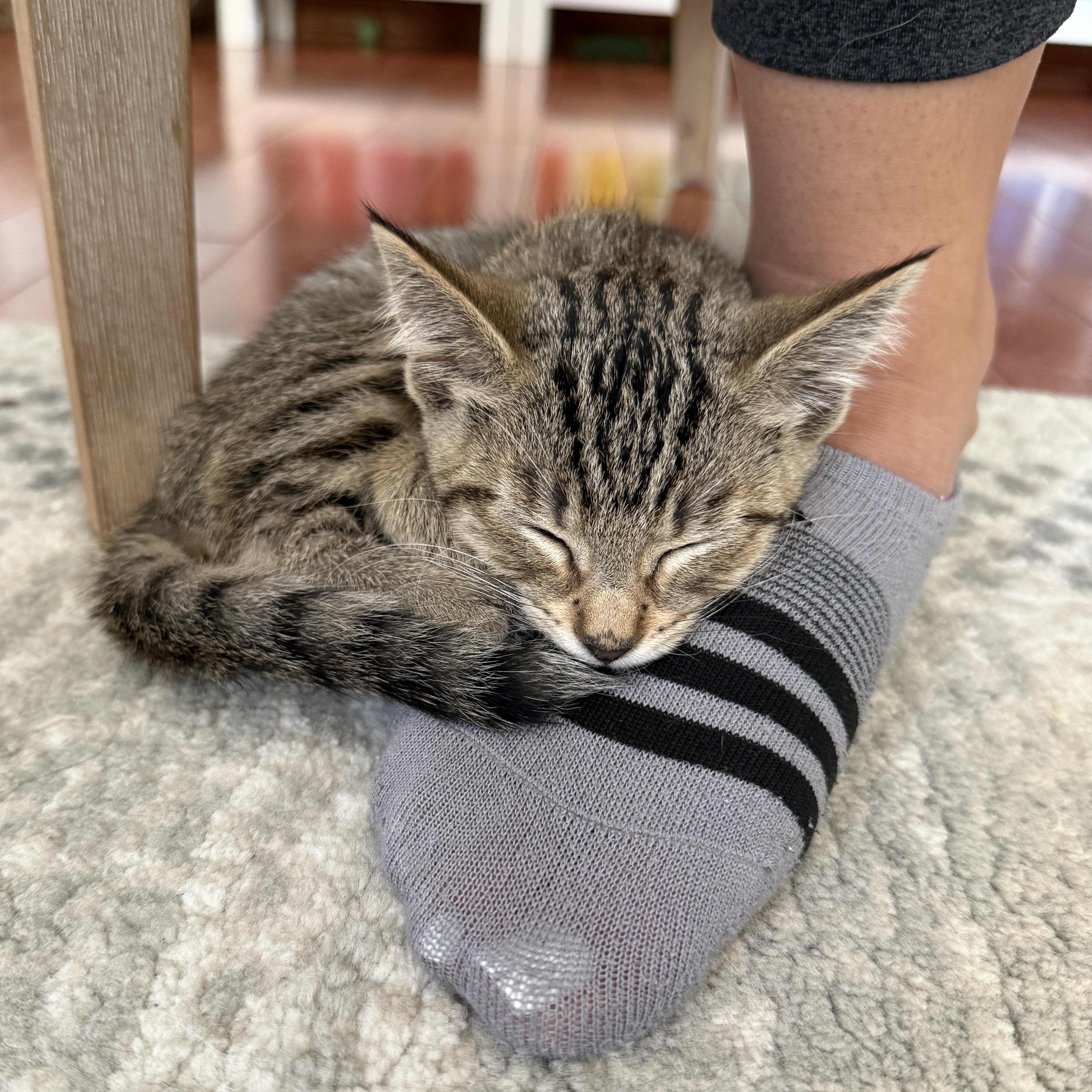Enlarge Delilah, a ADOPTABLE Domestic Short Hair in Los Angeles, CA image 4/6