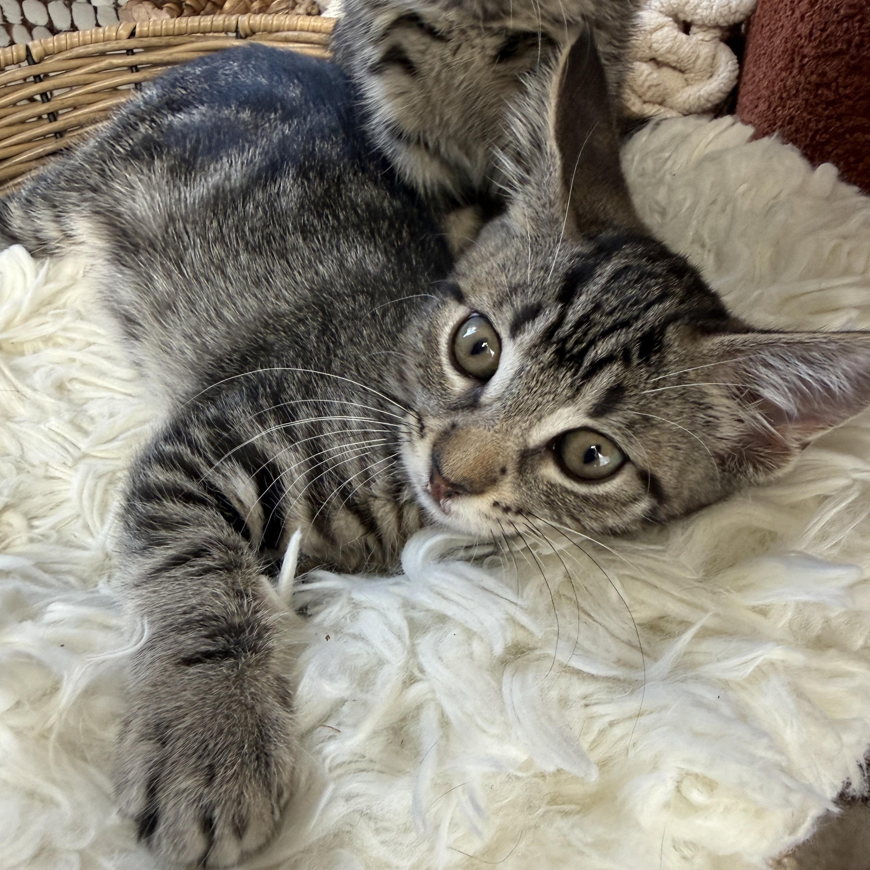 Enlarge Delilah, a ADOPTABLE Domestic Short Hair in Los Angeles, CA image 6/6