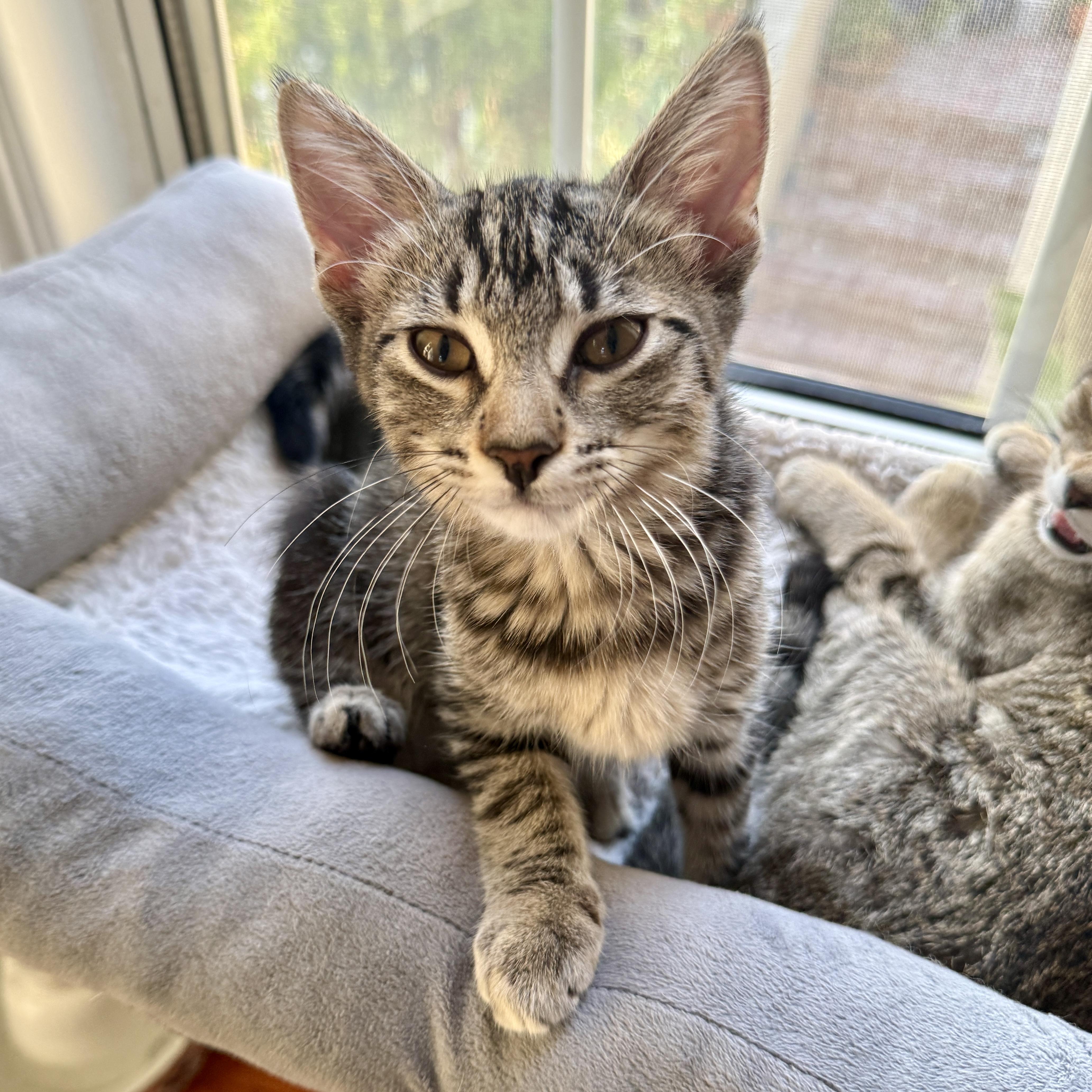 Enlarge Delilah, a ADOPTABLE Domestic Short Hair in Los Angeles, CA image 2/6