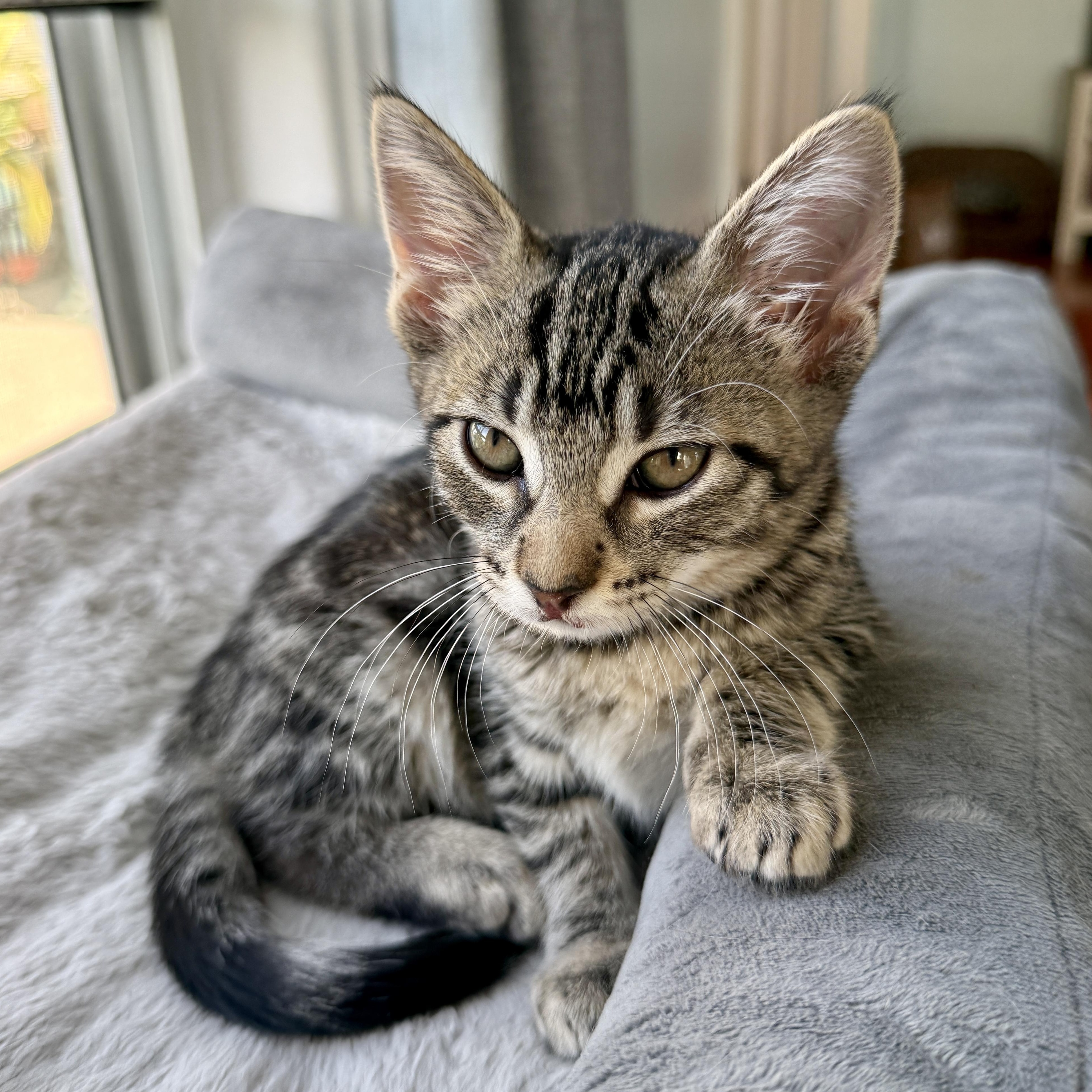 Delilah, ADOPTABLE, Kitten Female Domestic Short Hair.