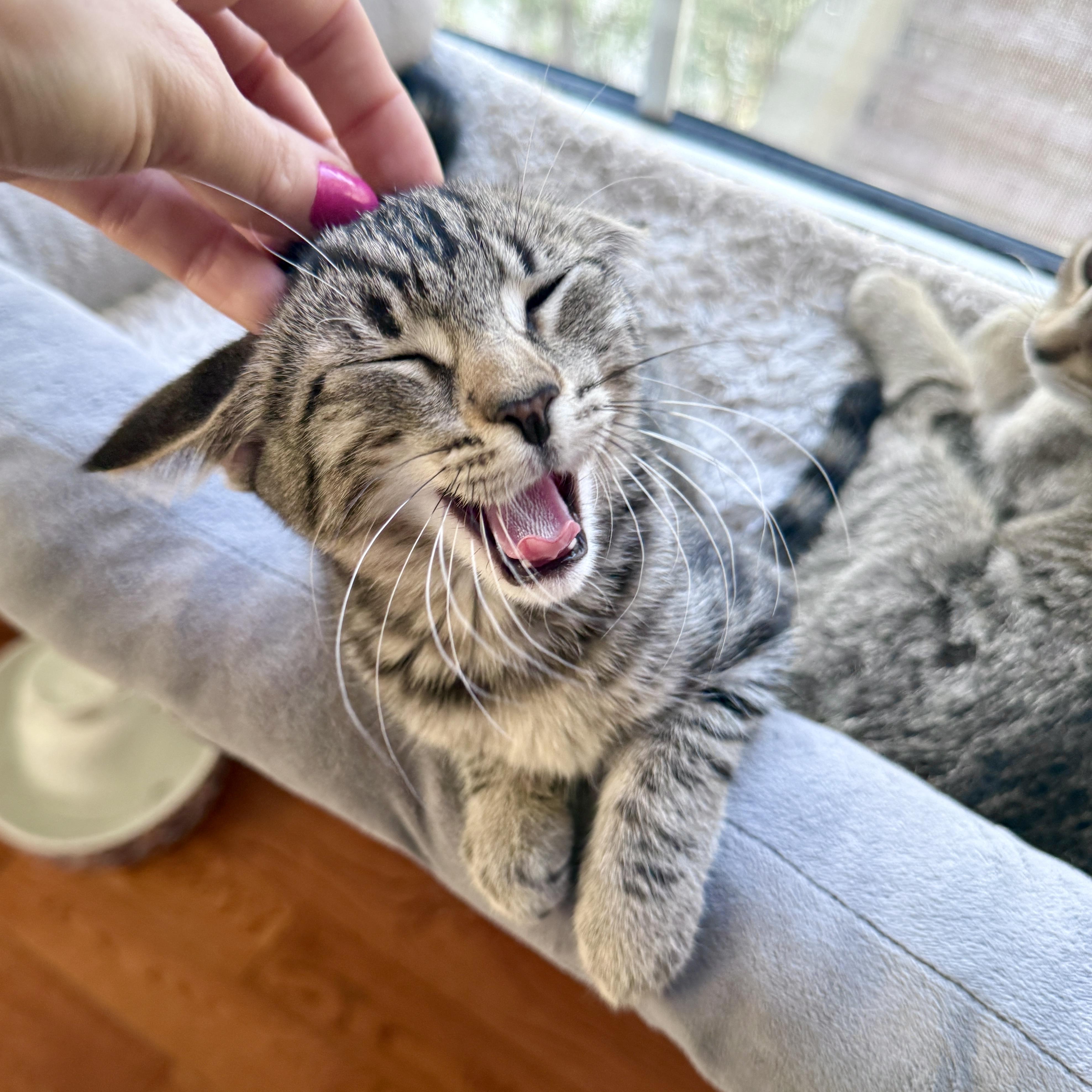Enlarge Delilah, a ADOPTABLE Domestic Short Hair in Los Angeles, CA image 3/6