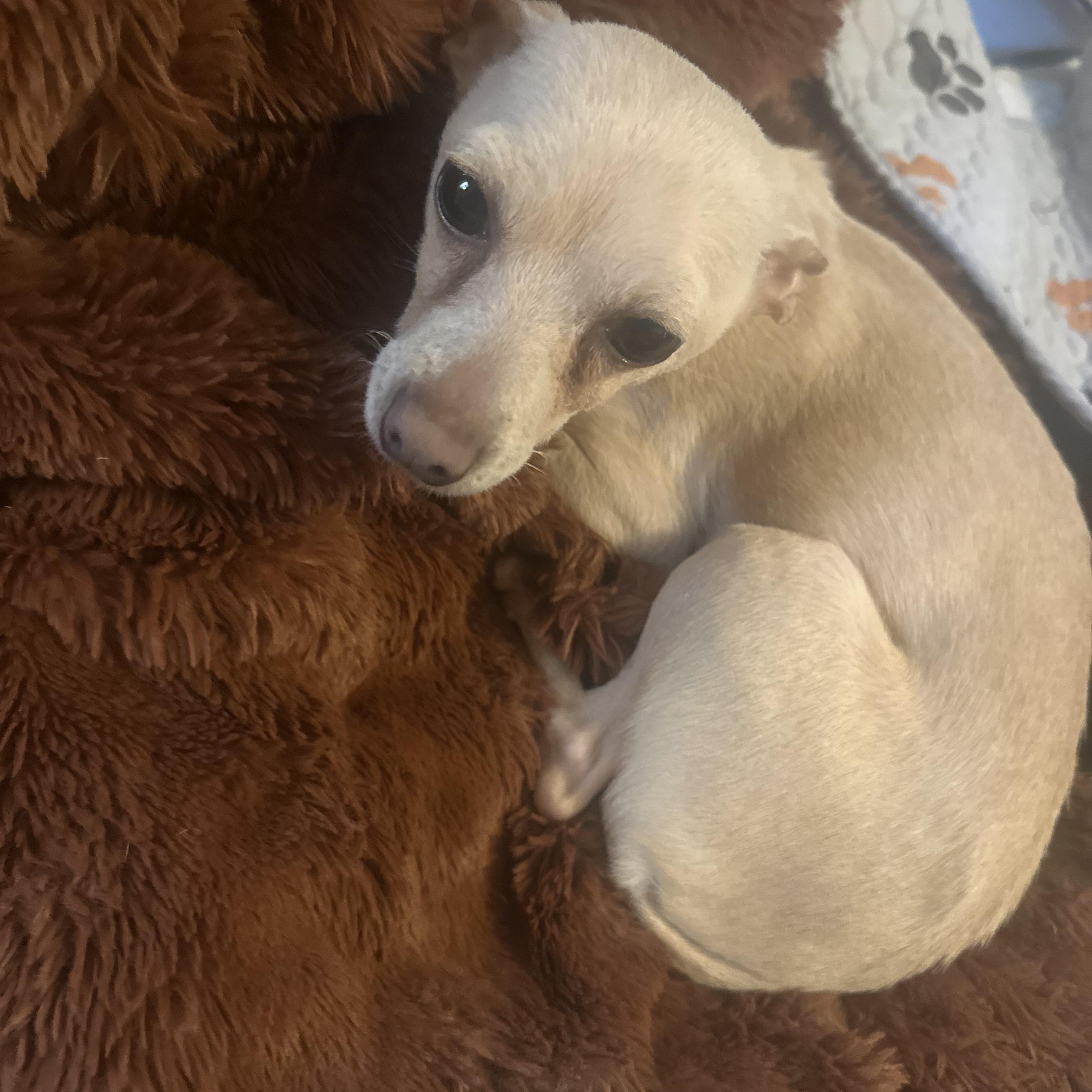 Maddie, an adopted Chihuahua in Oklahoma City, OK image 3/3
