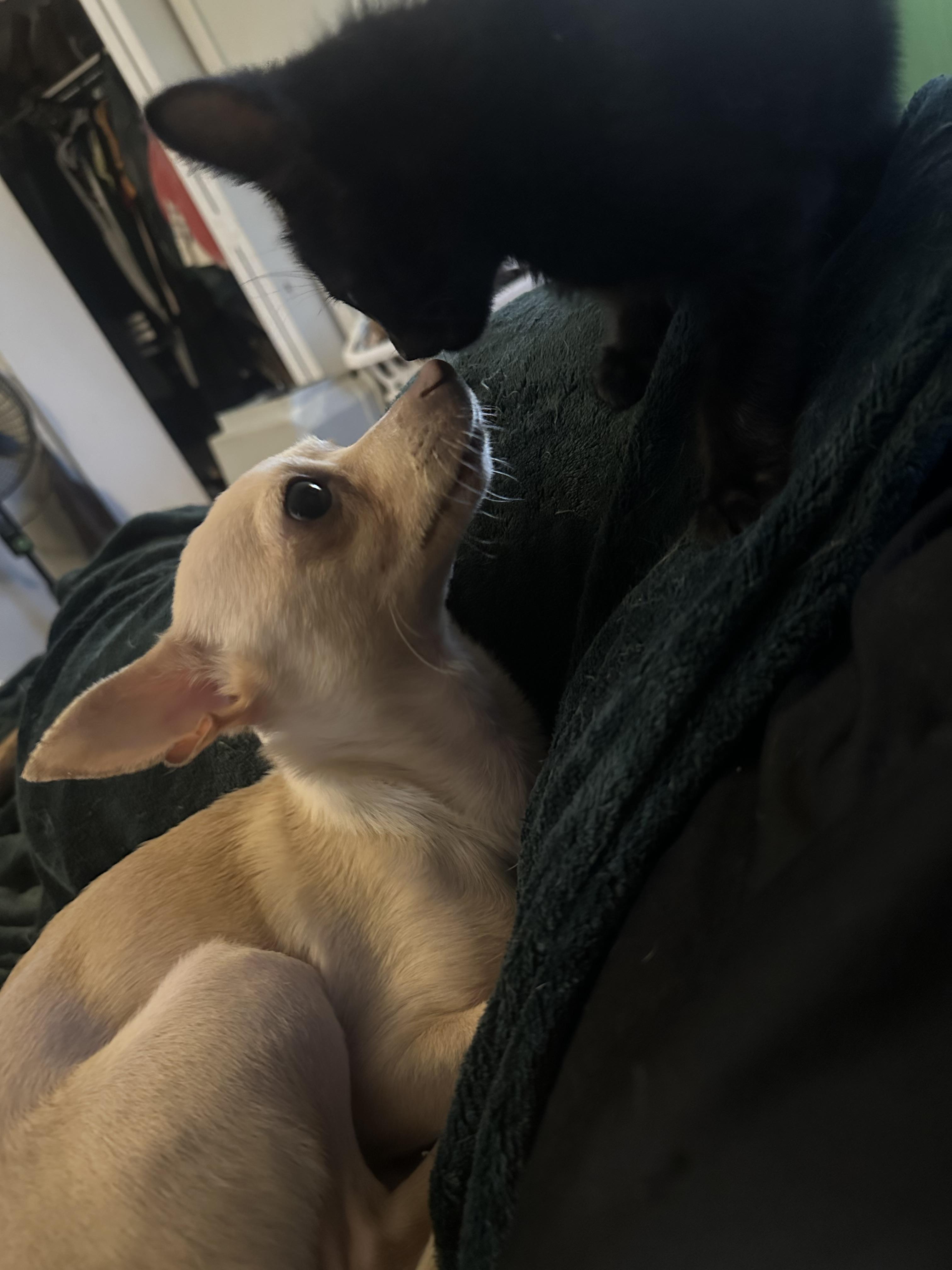 Maddie, an adopted Chihuahua in Oklahoma City, OK image 1/3