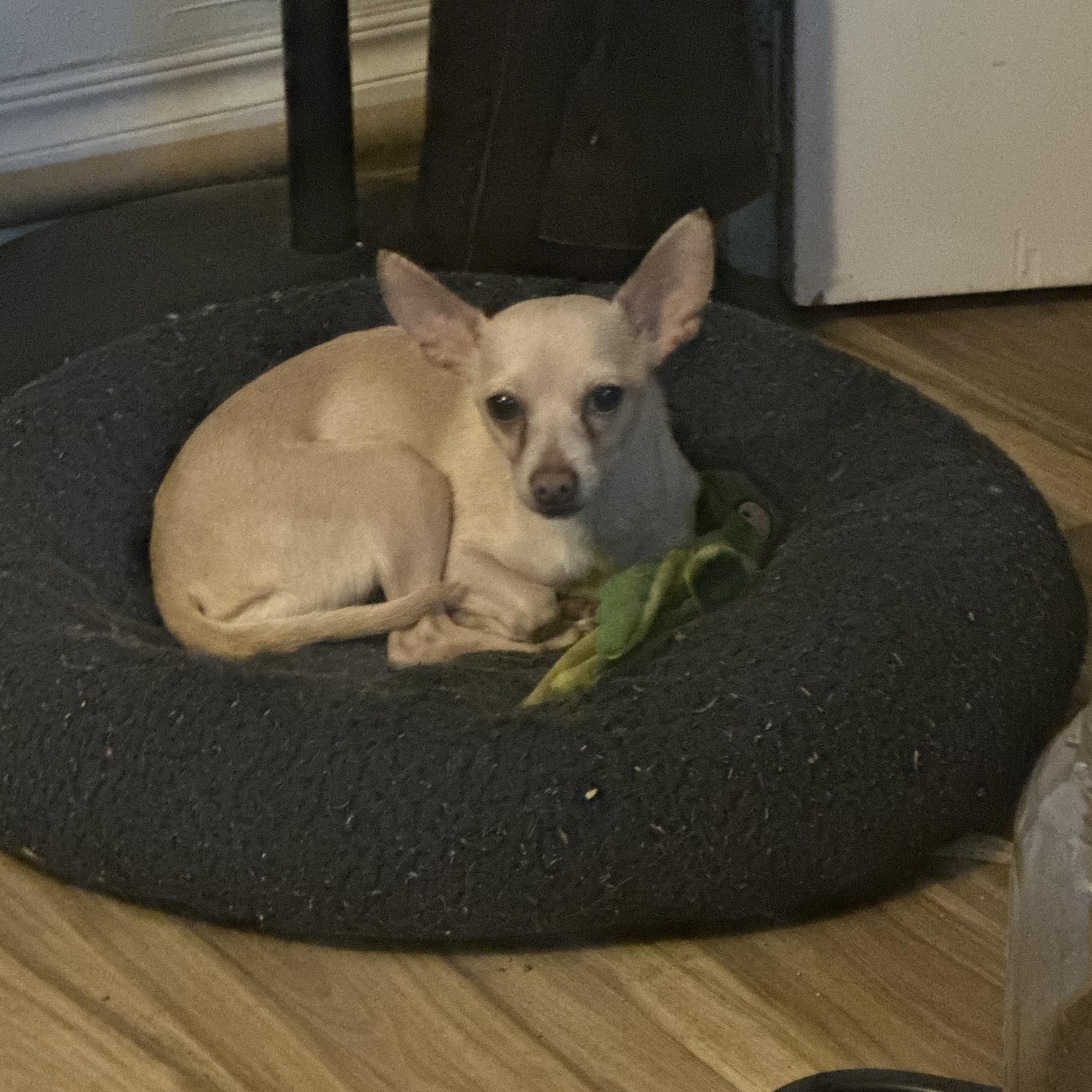 Maddie, an adopted Chihuahua in Oklahoma City, OK image 2/3