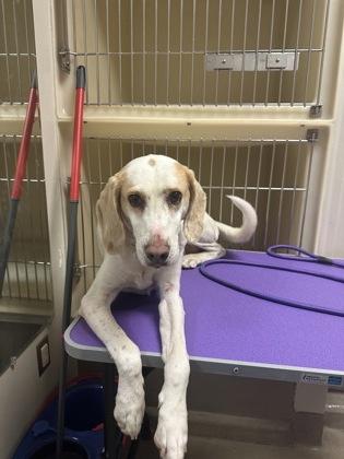 Fruitcake, Adoptable, Adult Female Hound & Mixed Breed.