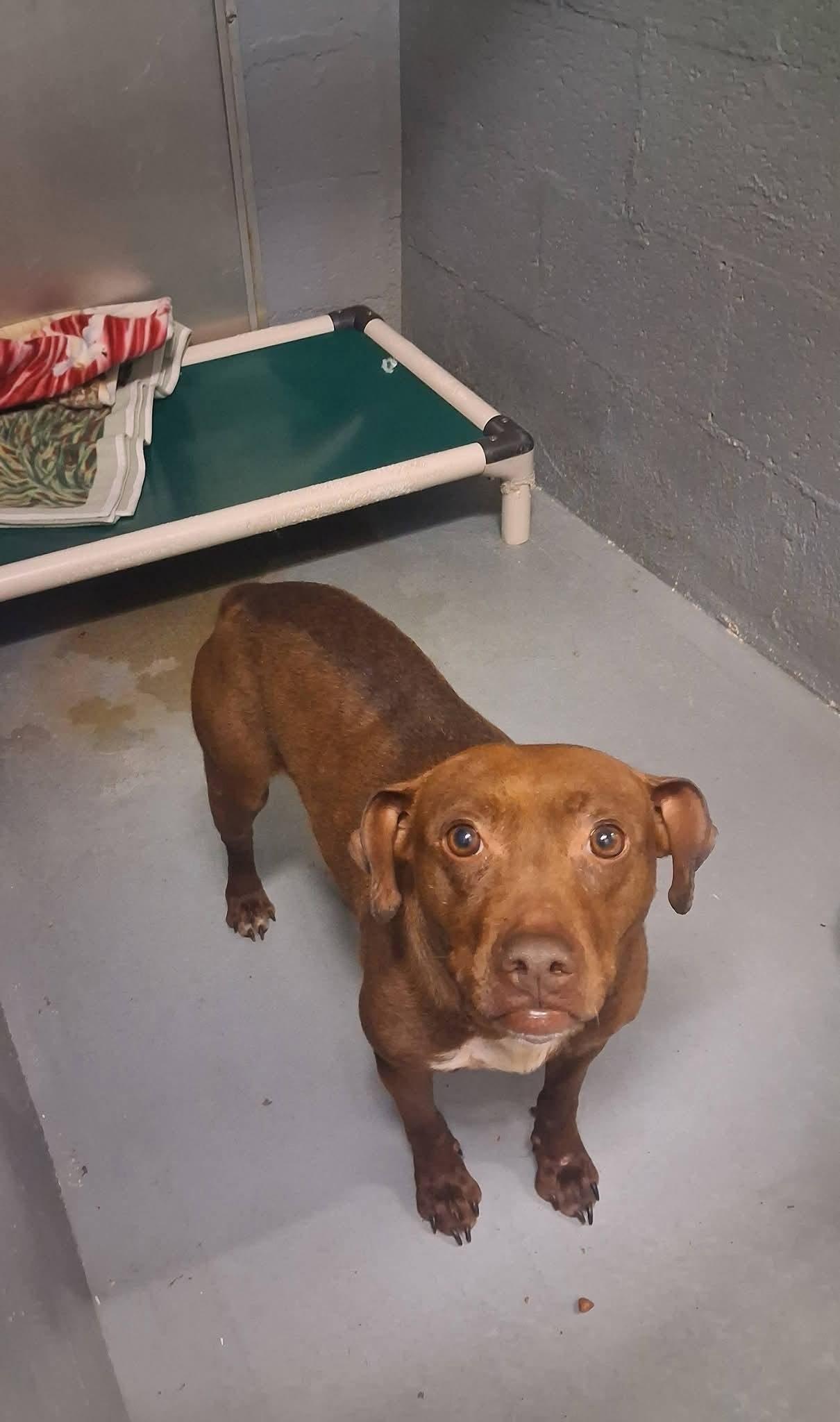 Enlarge Stella, a ADOPTABLE mixed breed in Stuart, VA image 1/1