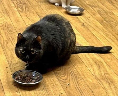 Lilly - Barn Cat, Adoptable, Adult Female Tortoiseshell & Domestic Short Hair.