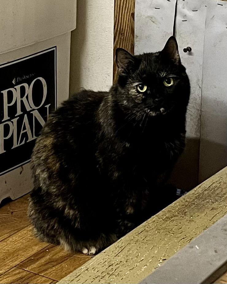 Lilly - Barn Cat, Adoptable, Adult Female Tortoiseshell & Domestic Short Hair.
