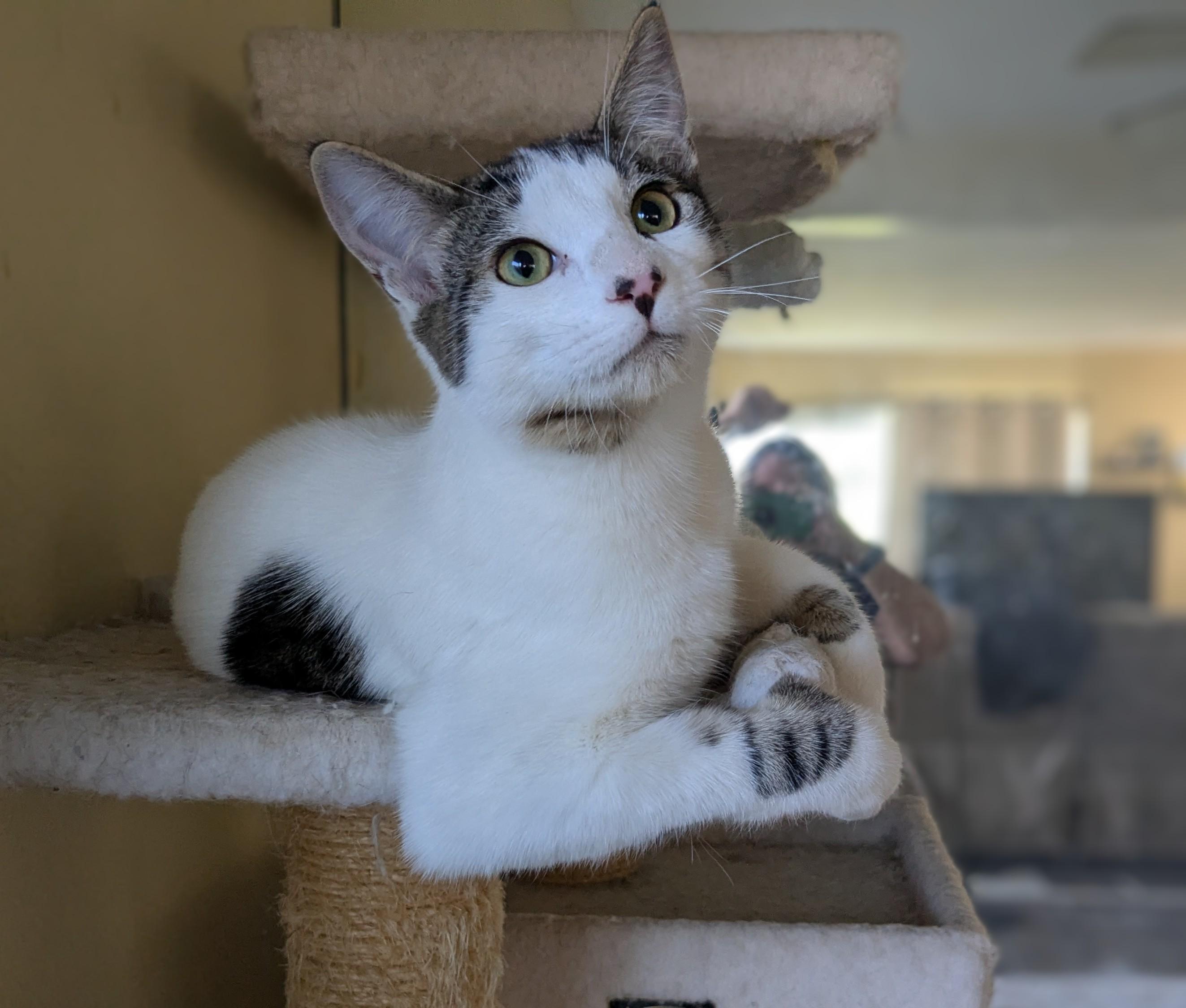 Enlarge Xander , an adopted mixed breed in San Juan Capistrano, CA image 1/6