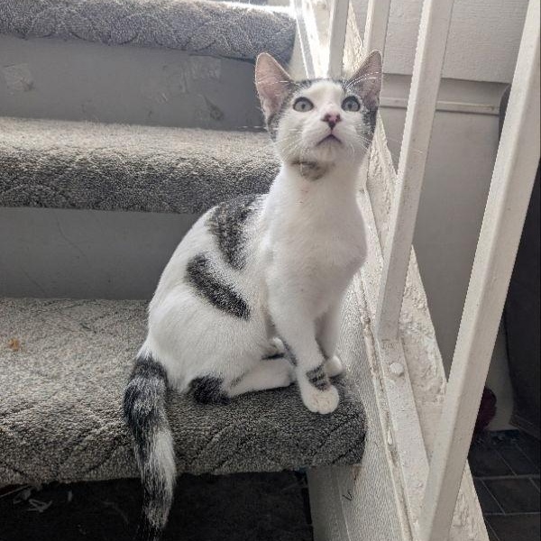 Enlarge Xander , an adopted mixed breed in San Juan Capistrano, CA image 2/6