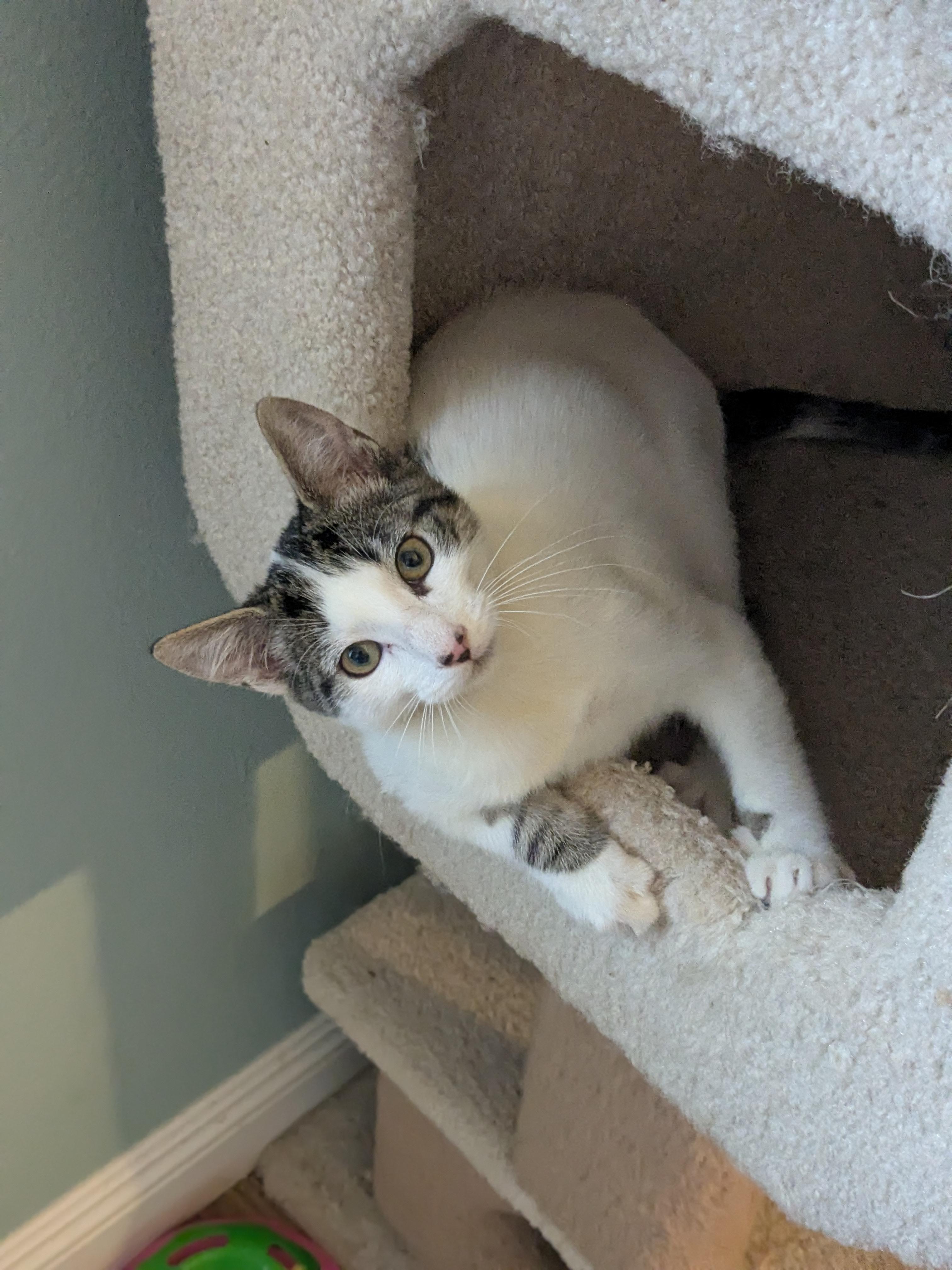 Enlarge Xander , an adopted mixed breed in San Juan Capistrano, CA image 5/6