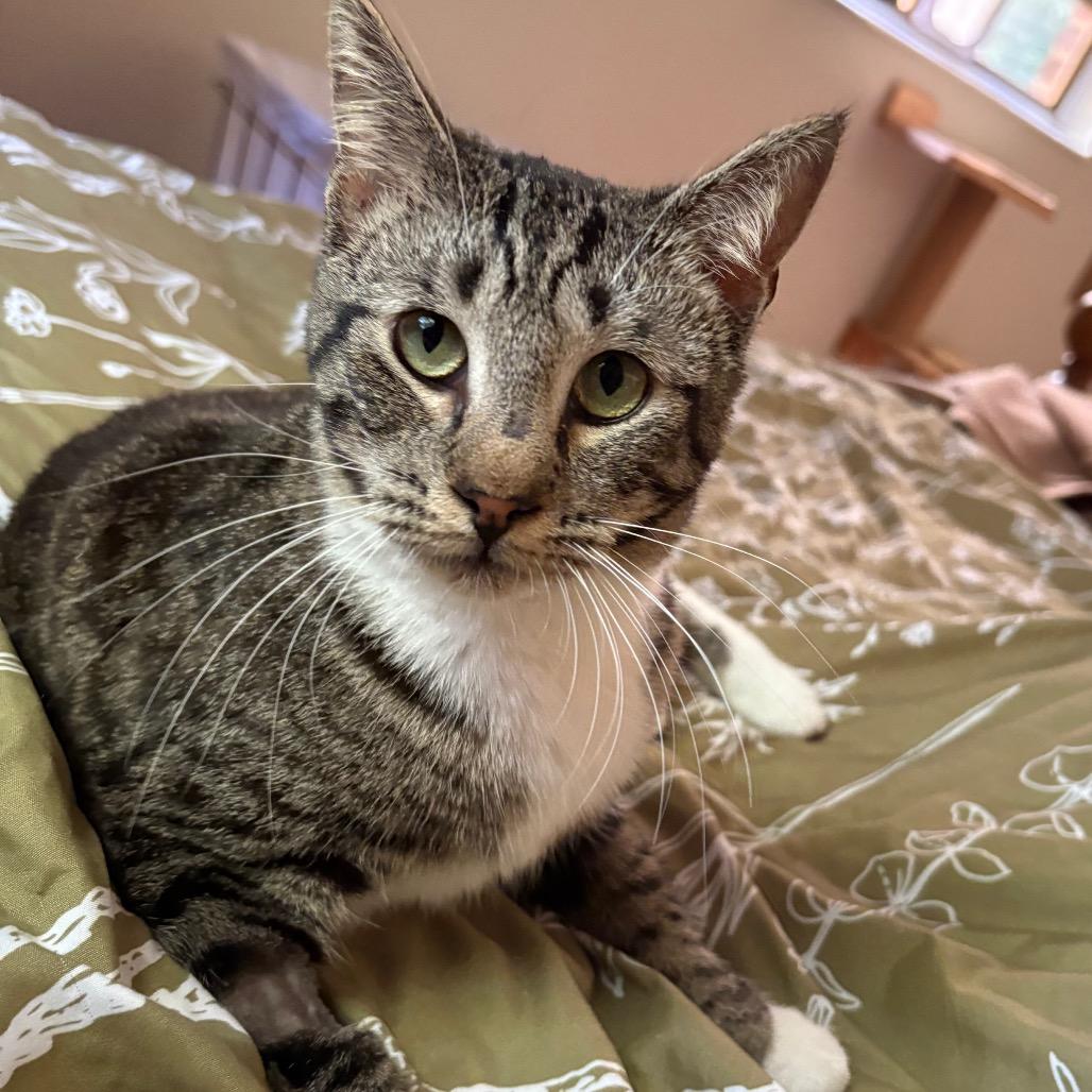 Tangerine Pafford-HW, Adoptable, Young Female Domestic Short Hair.