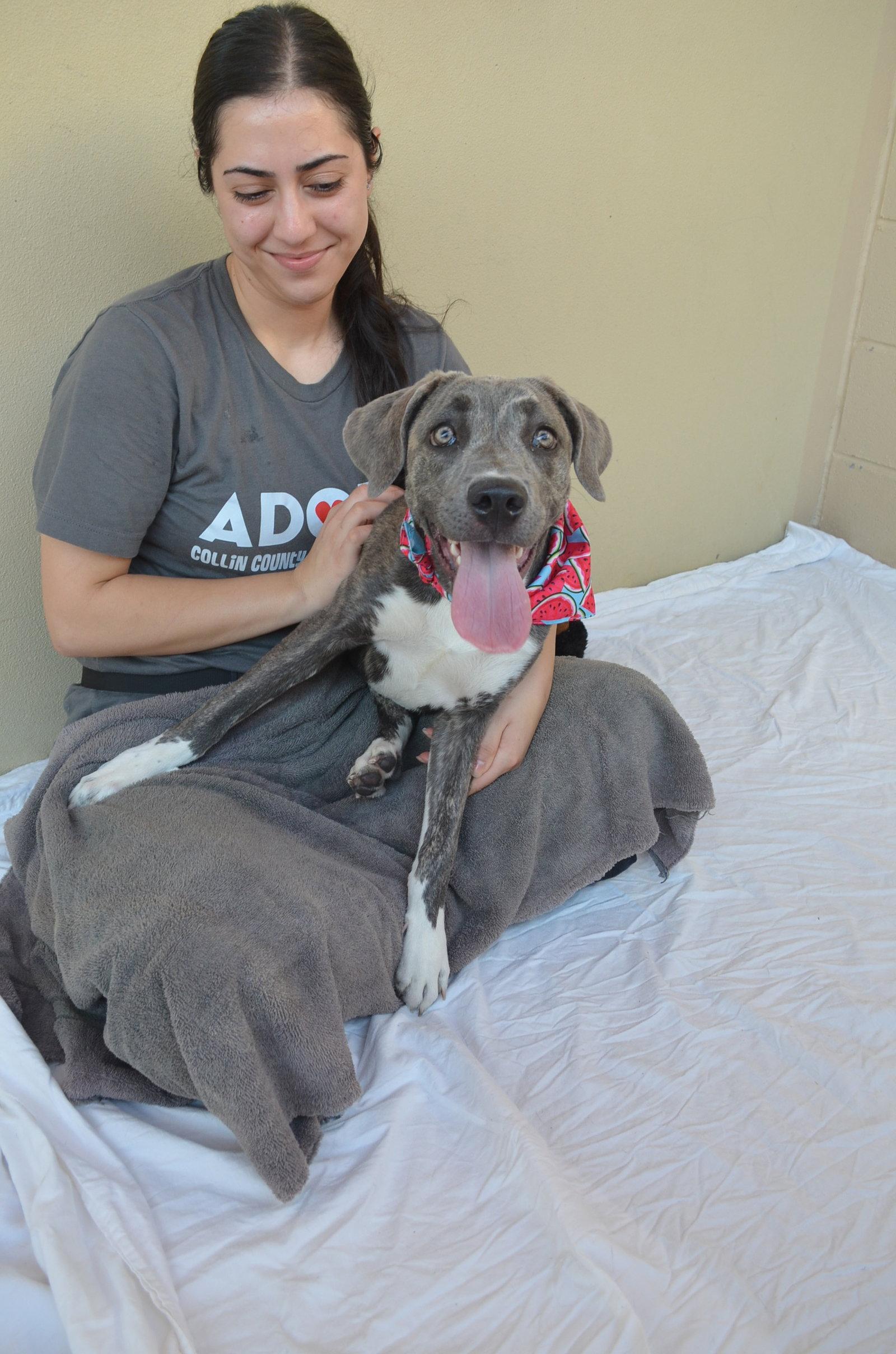 Enlarge Biscotti (In Foster), a Adoptable Mixed Breed in McKinney, TX image 1/3